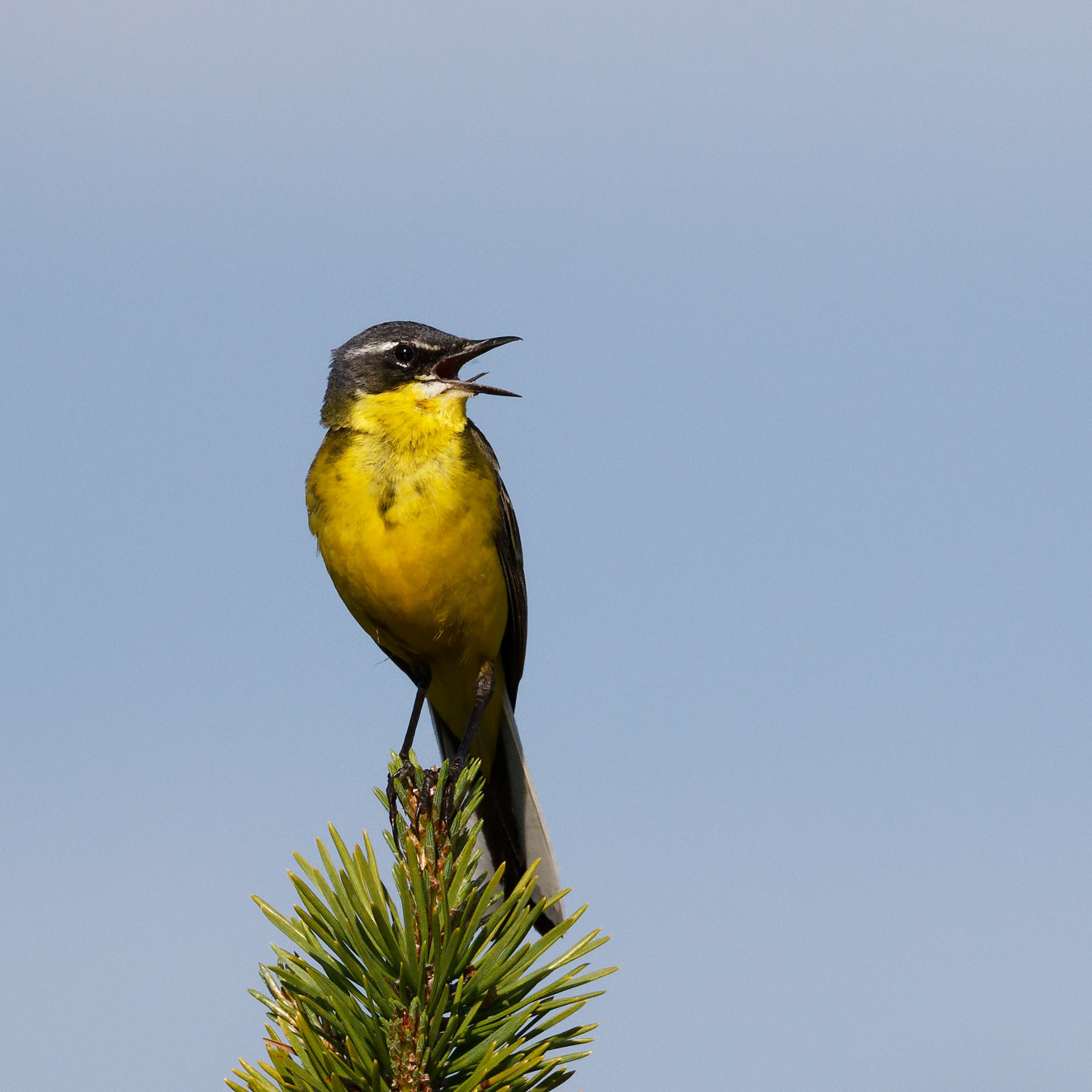 Bergeronnette printanière