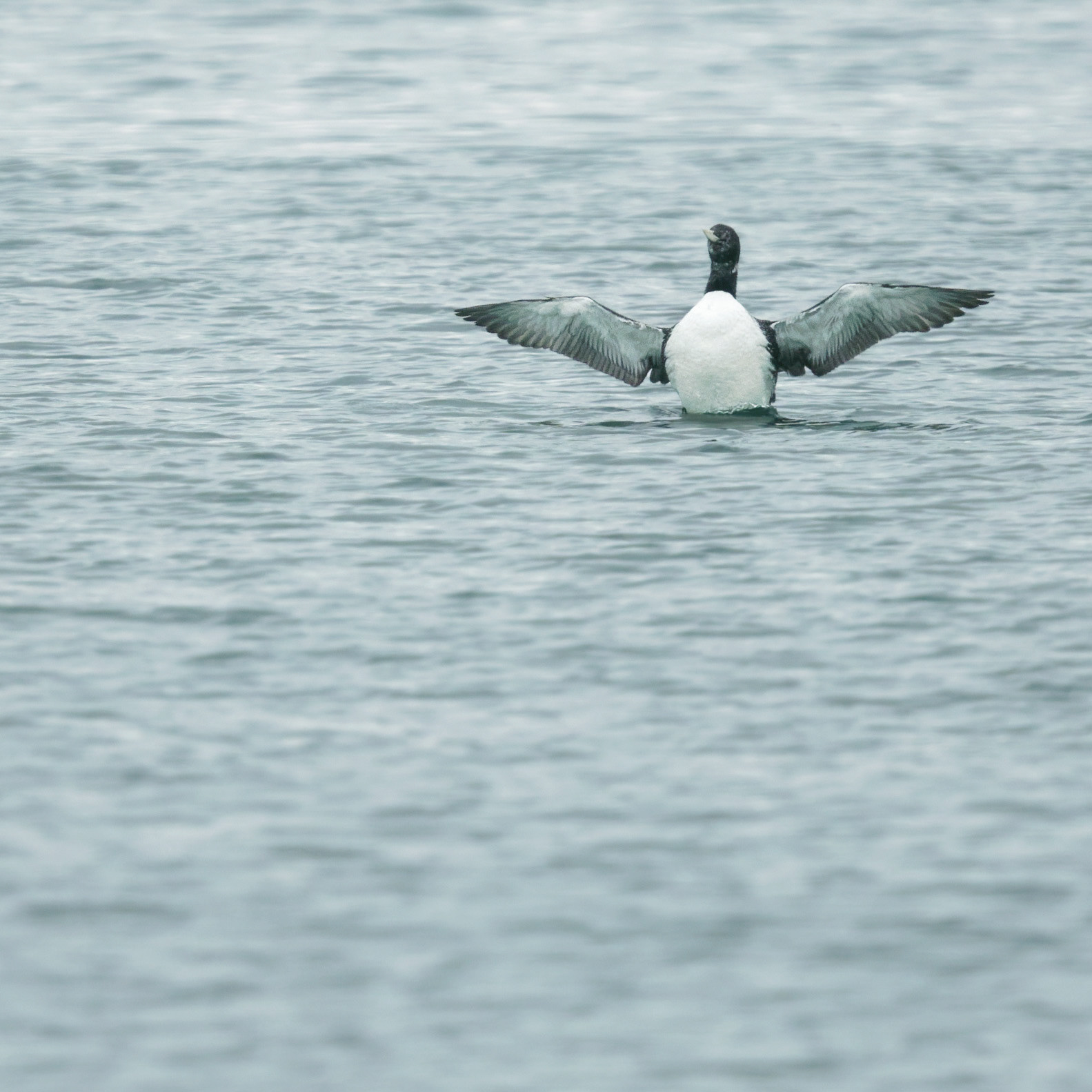 Plongeon à bec blanc