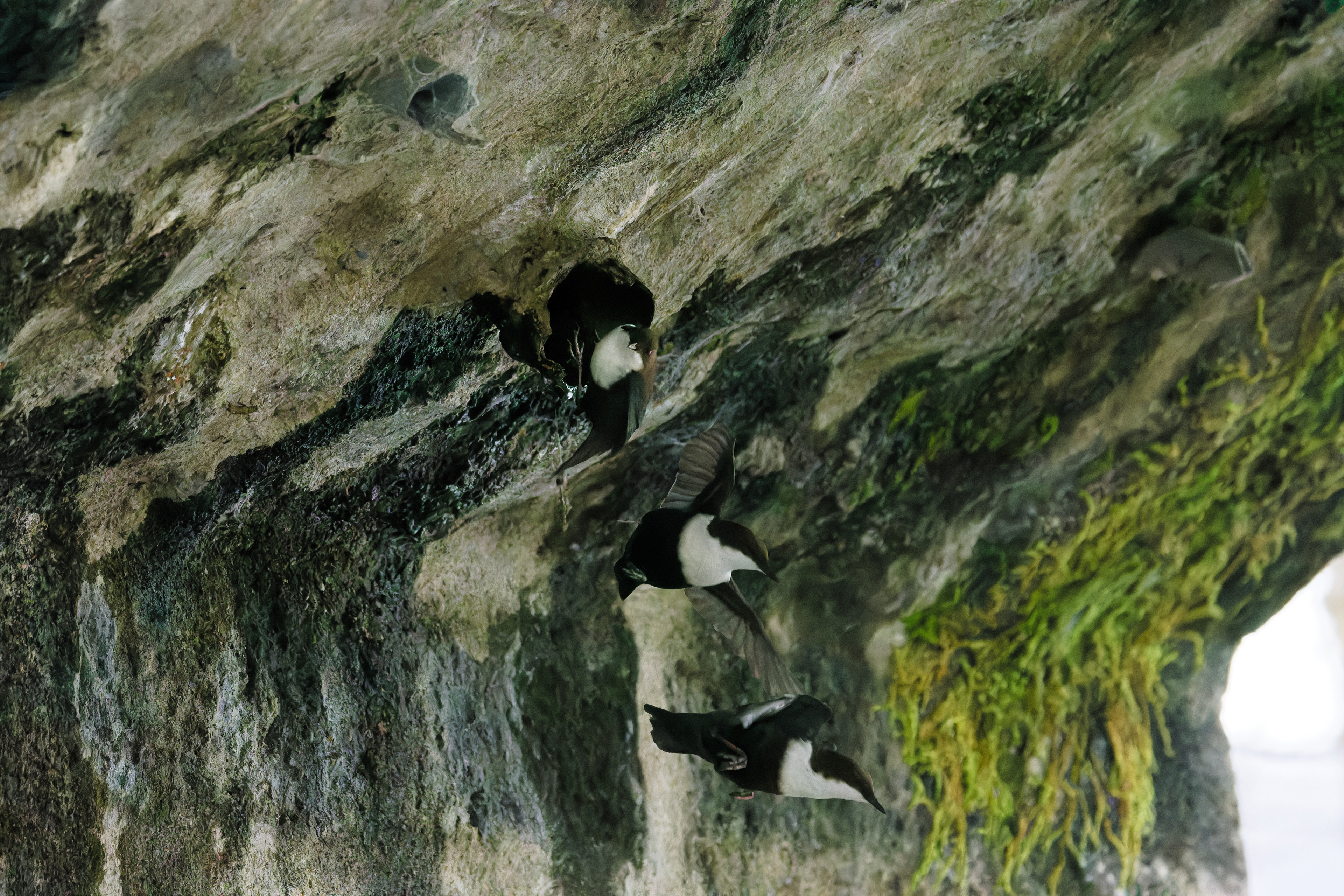 Cincle plongeur repartant du nid