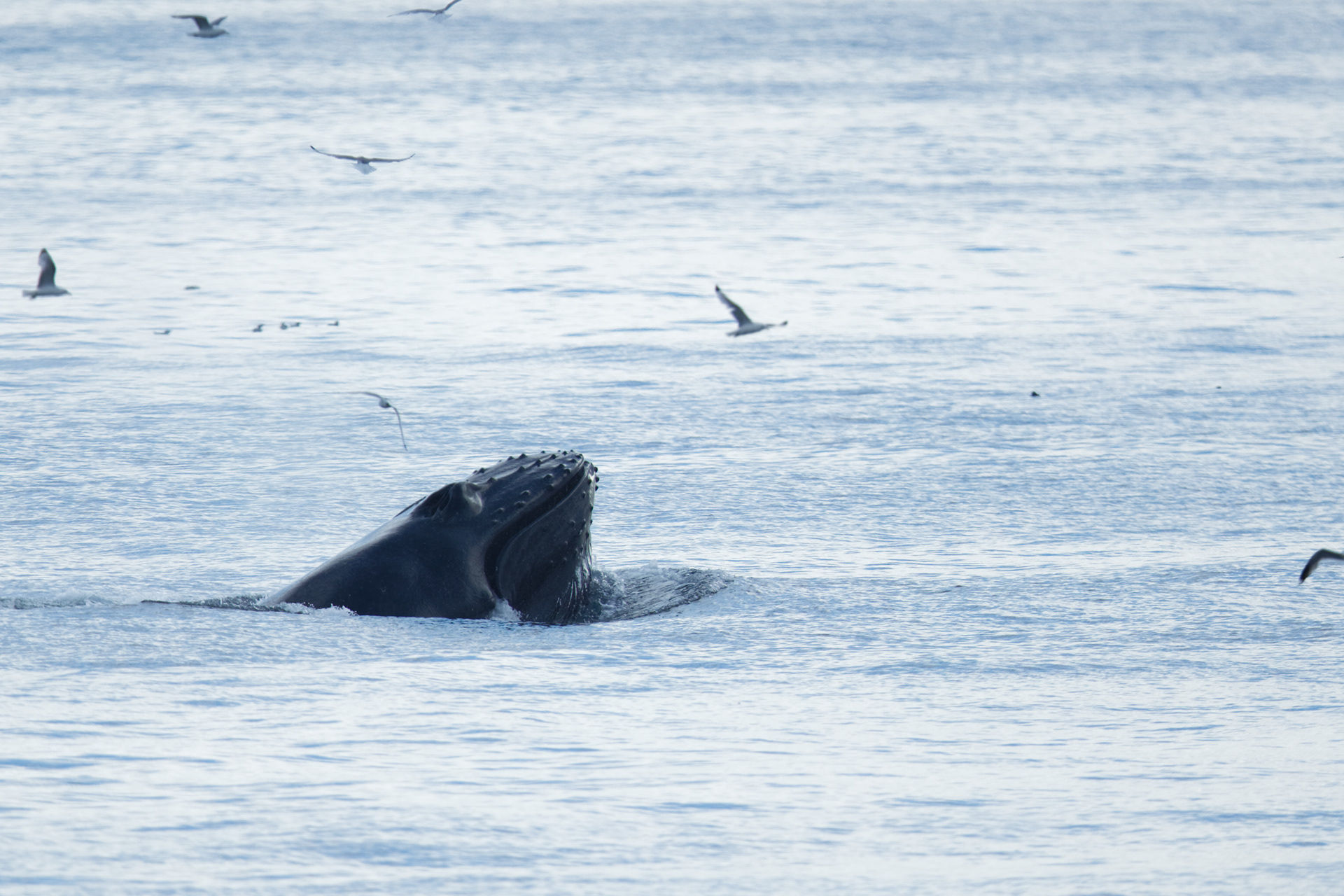 Baleine à bosses
