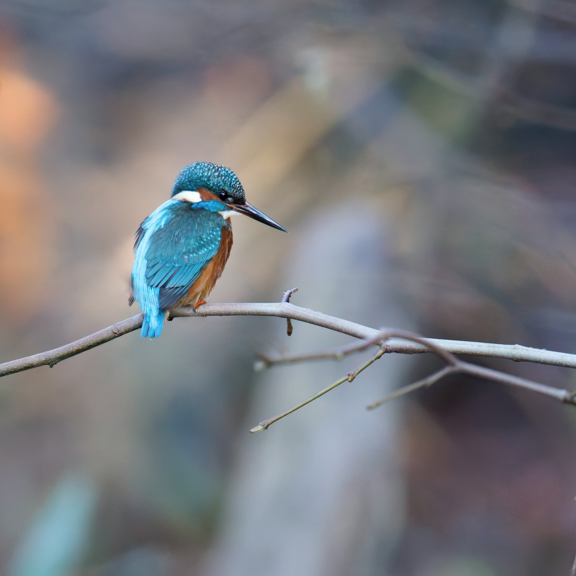 Martin pêcheur d'Europe