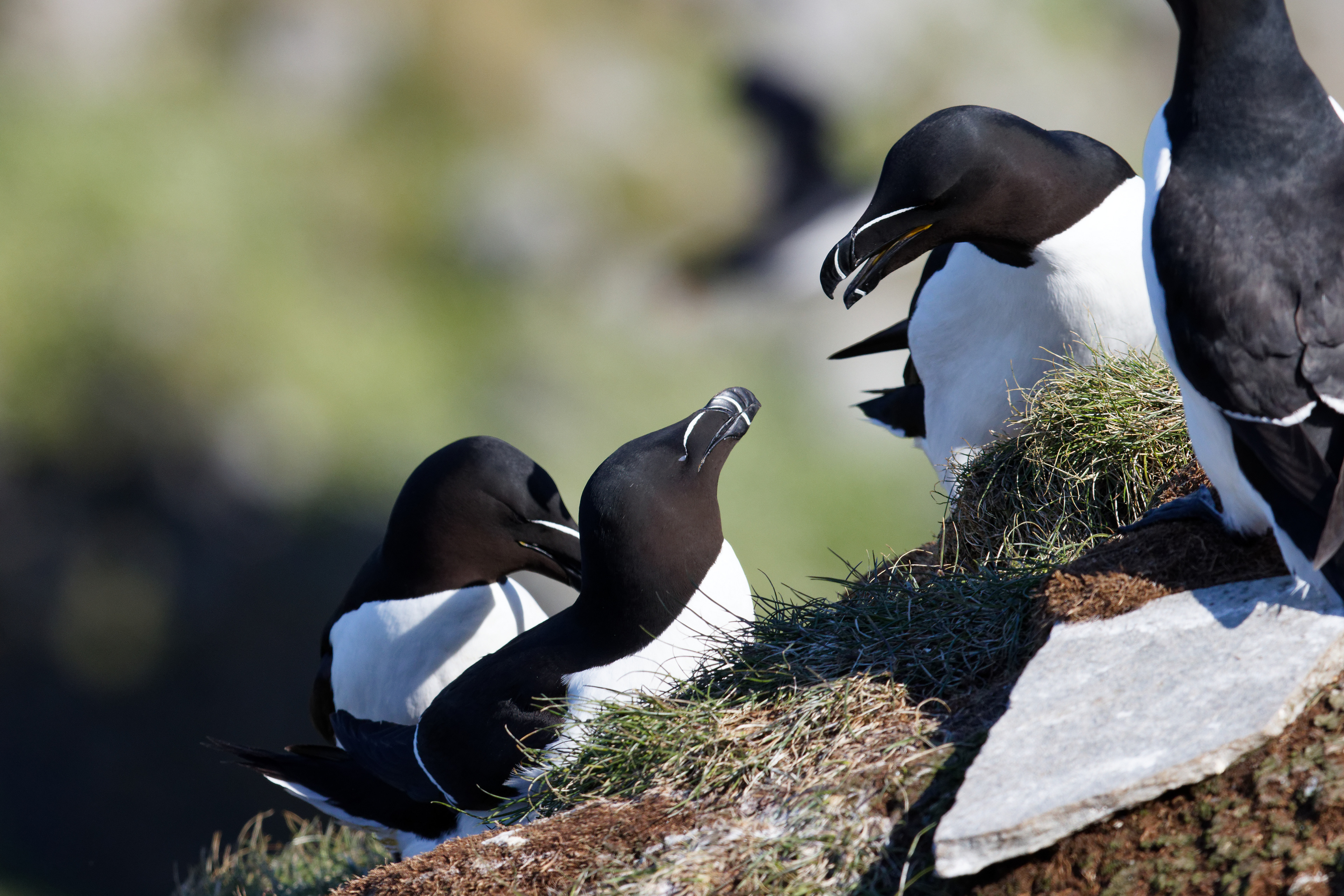 Guillemot de Troïl et pingouin torda