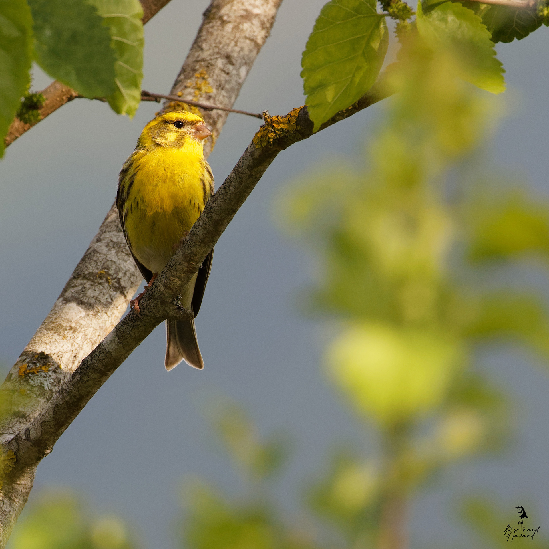 Serin cini