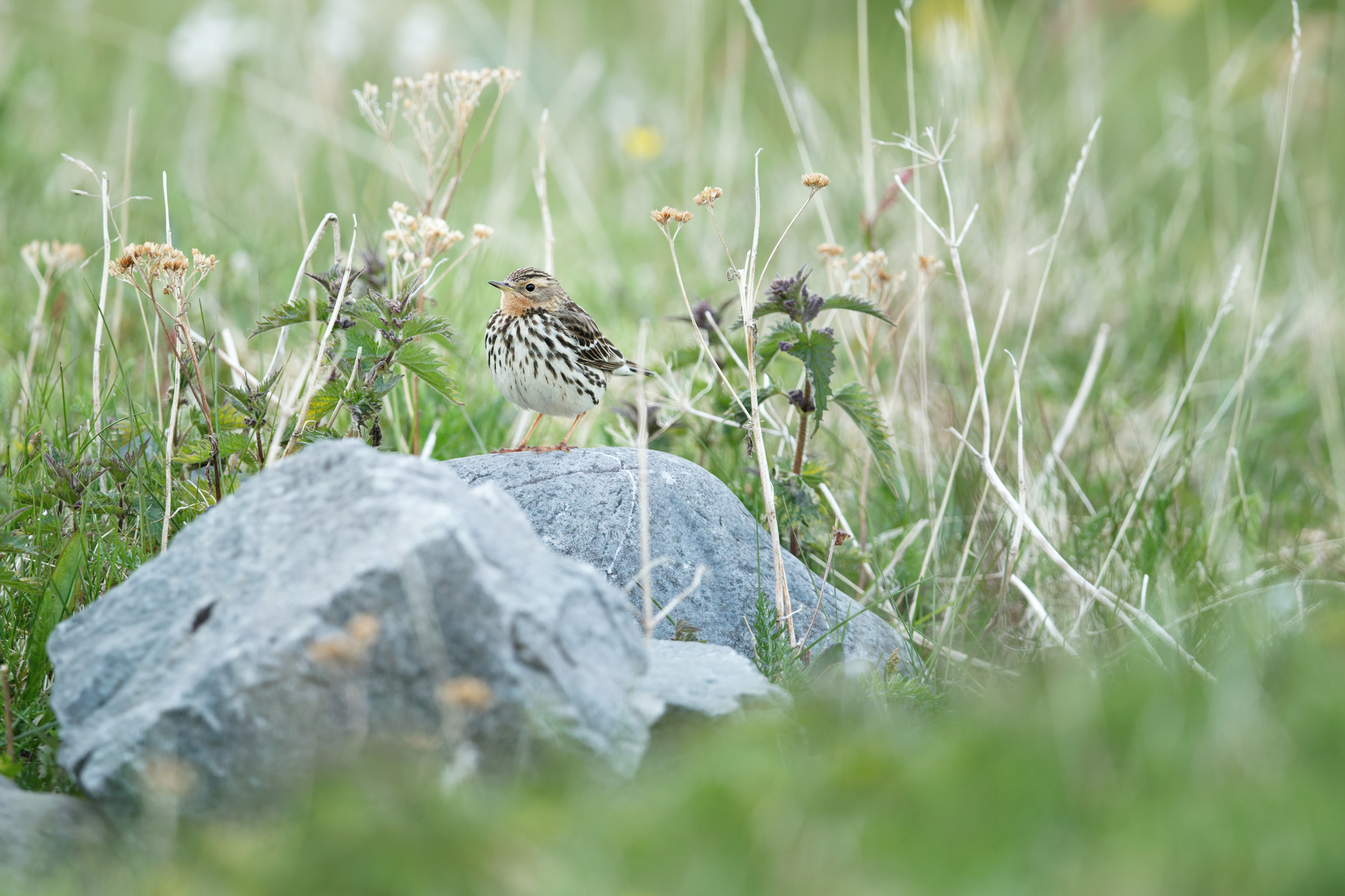 Pipit à gorge rousse