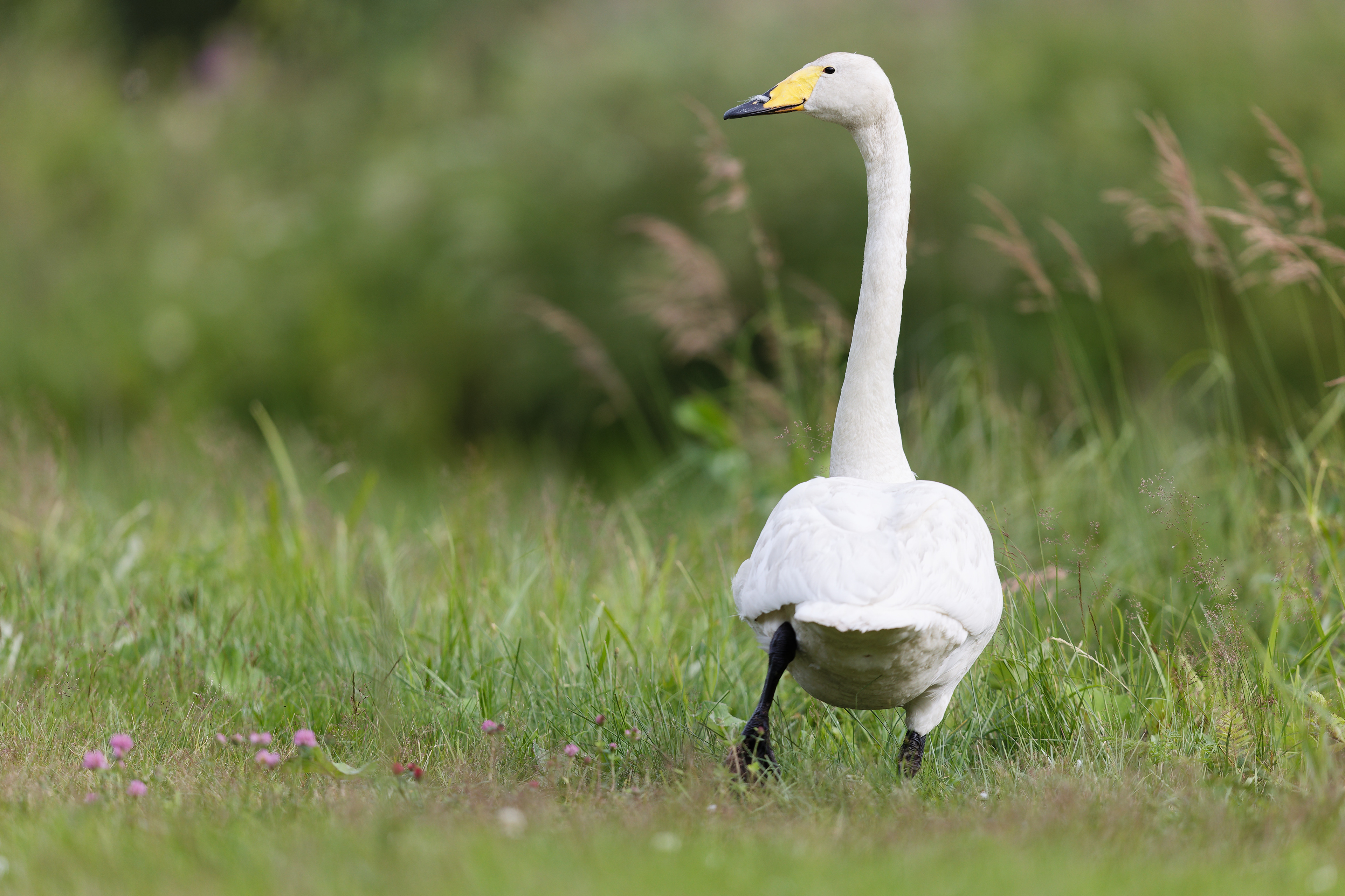 Cygne chanteur
