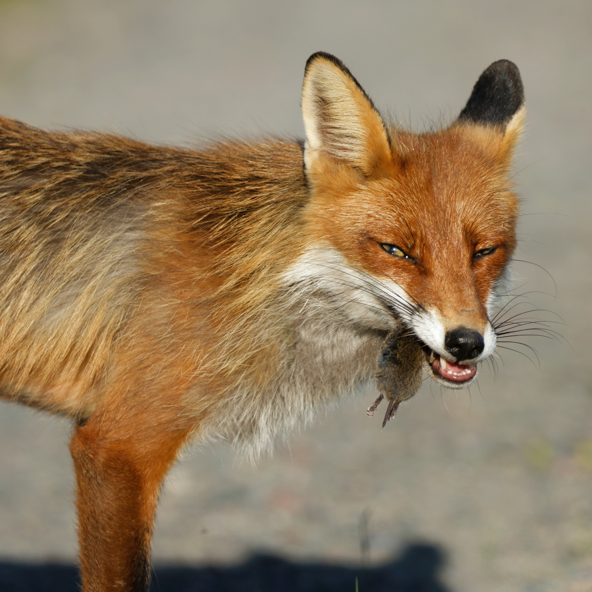 Renard roux