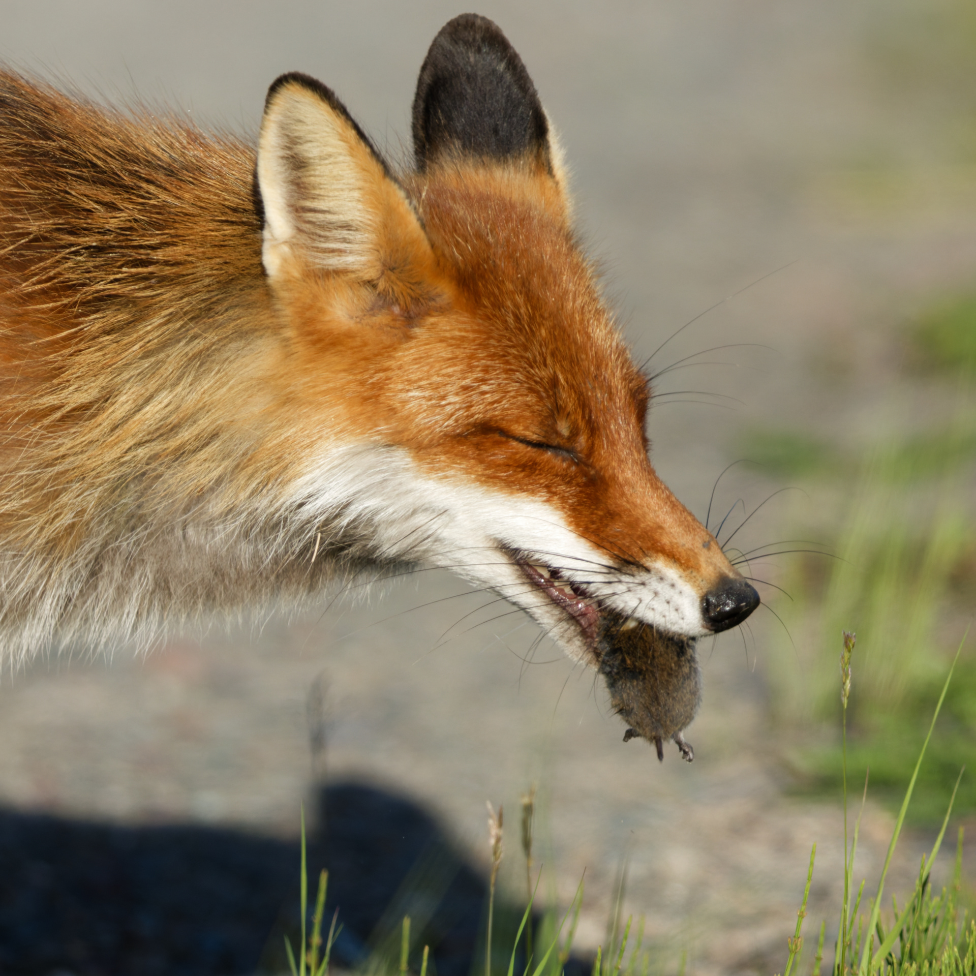 Renard roux