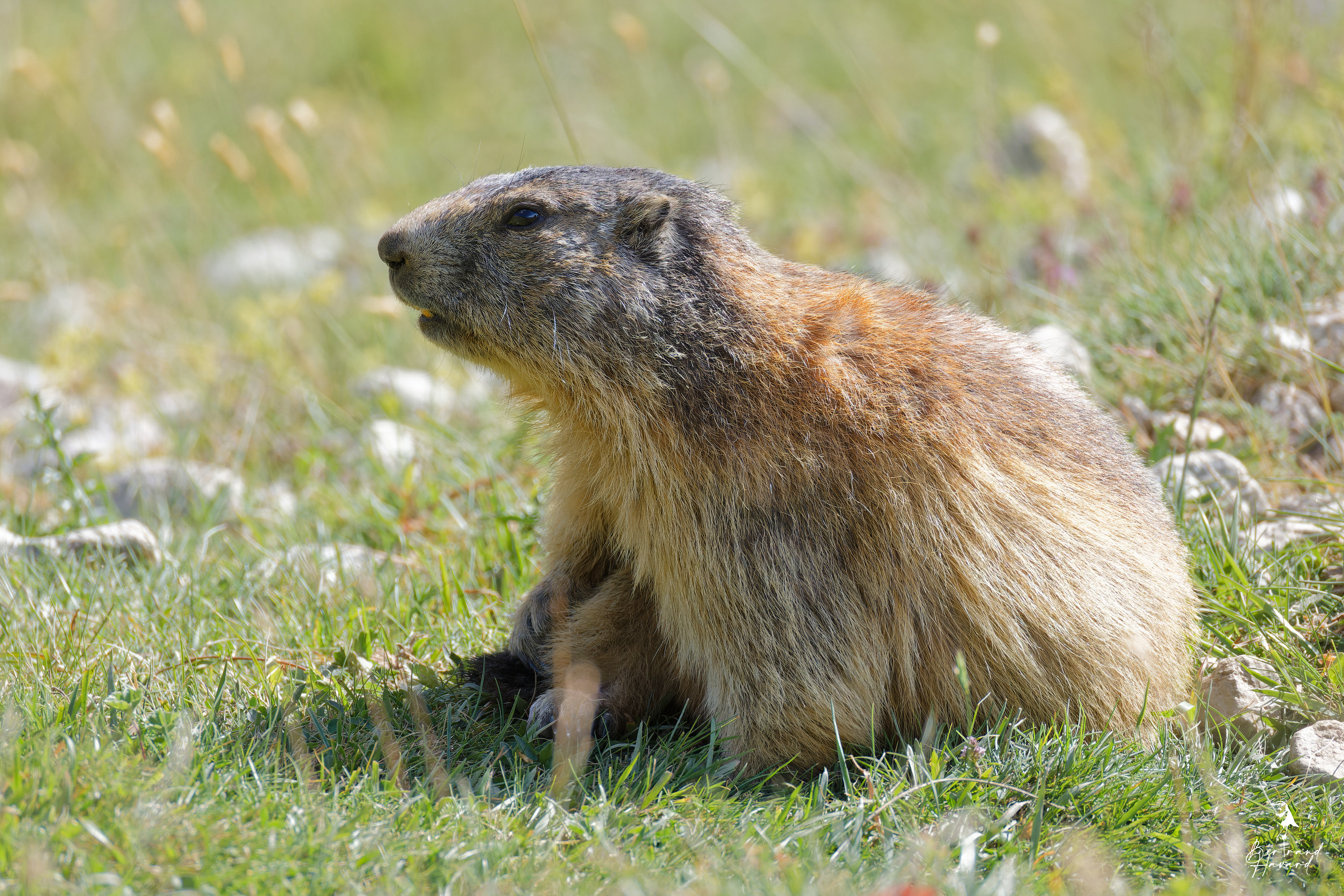 Marmotte