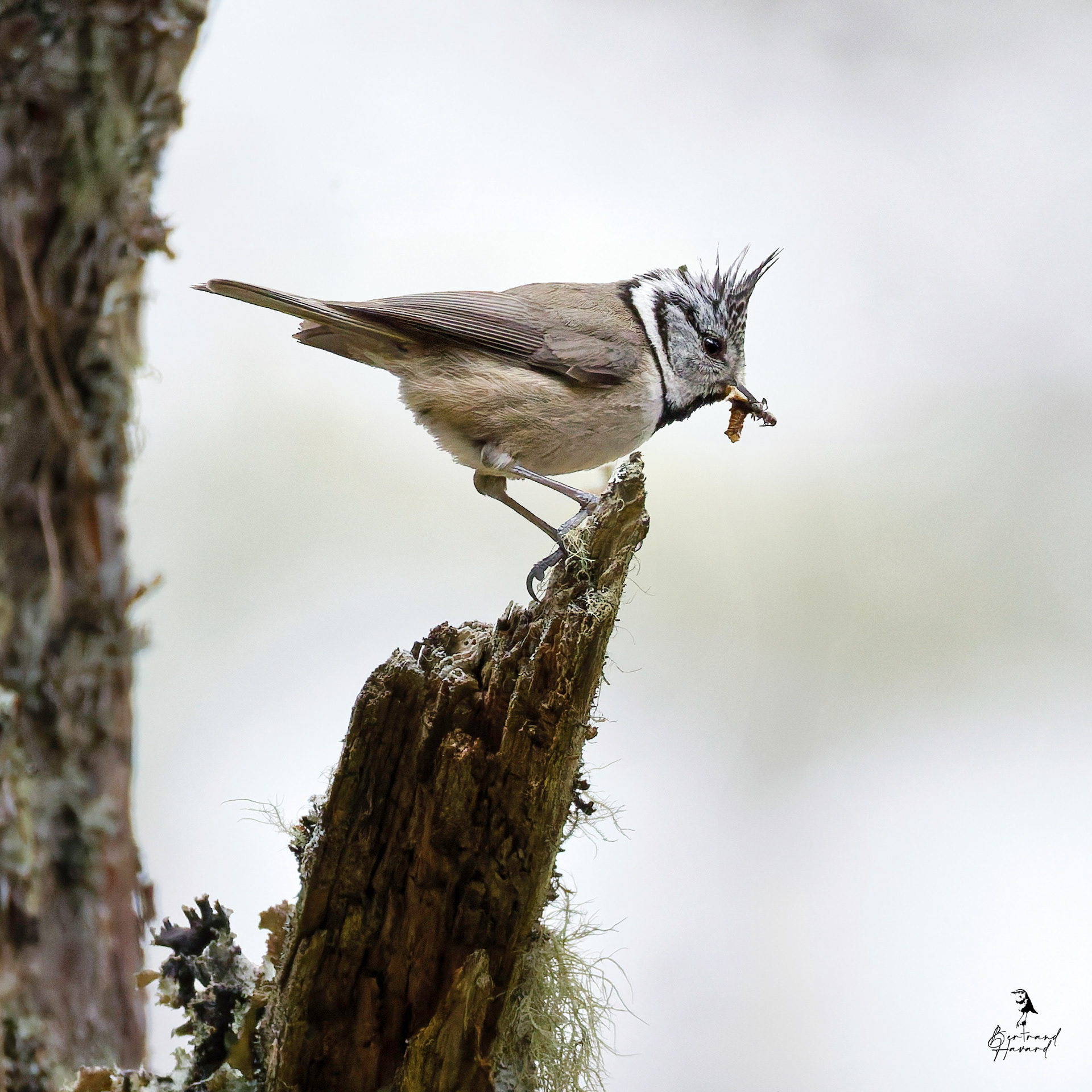 Mésange huppée