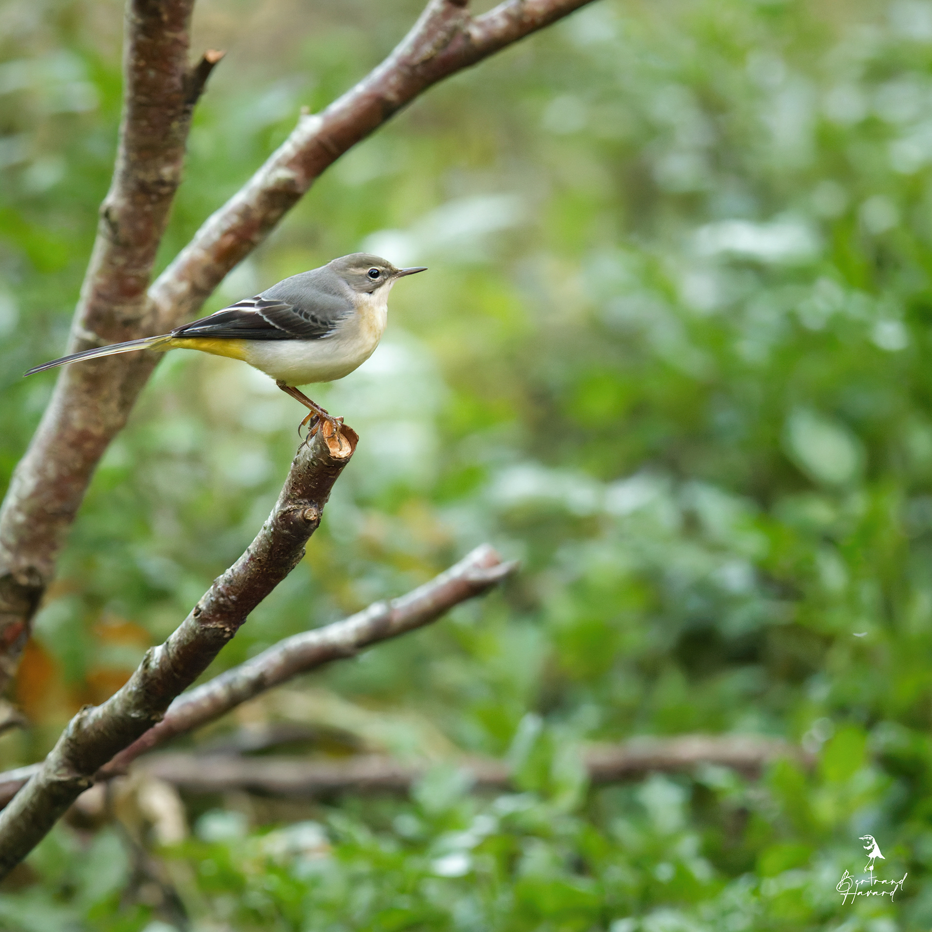 Bergeronnette des ruisseaux