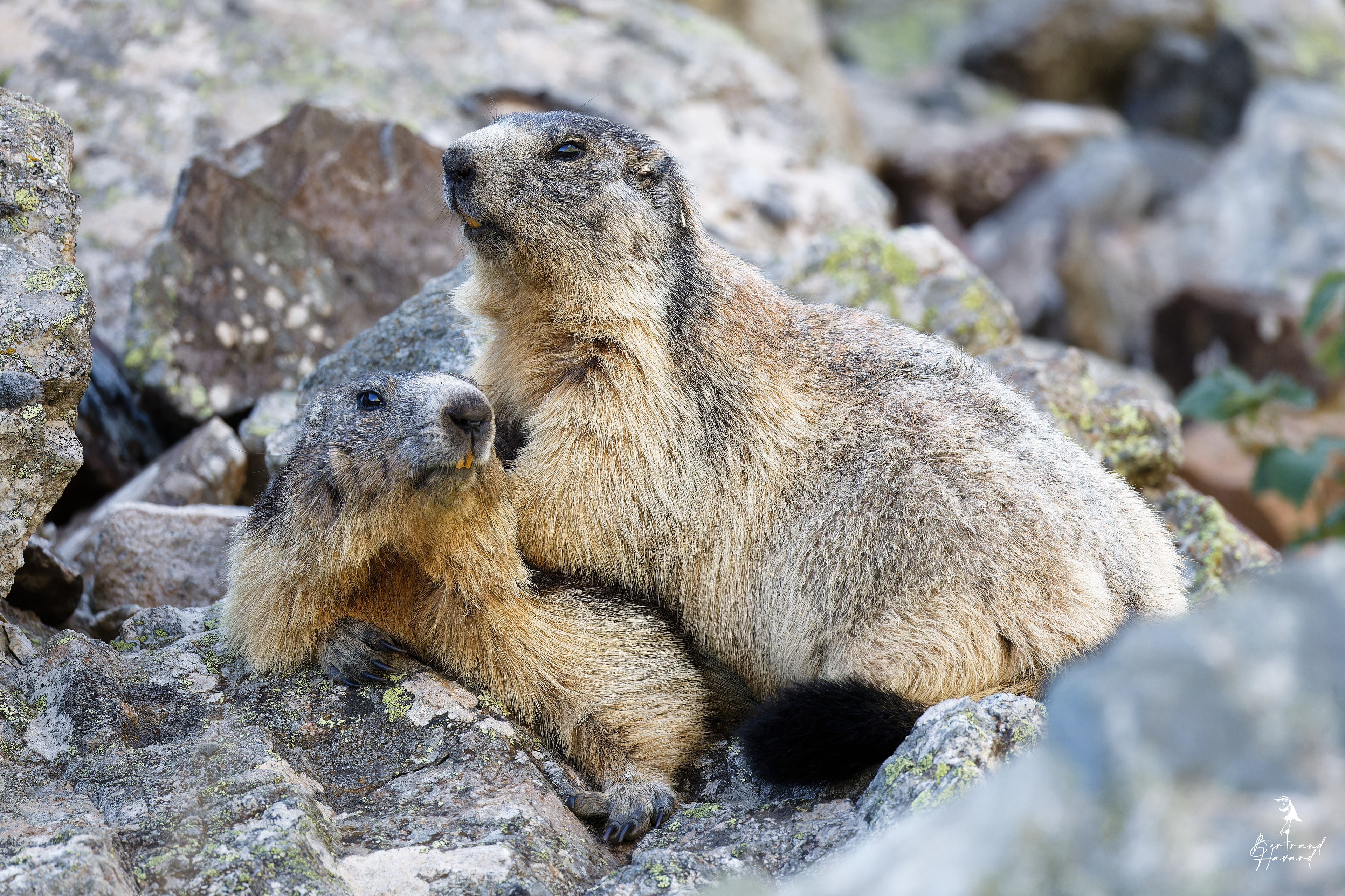 Marmotte