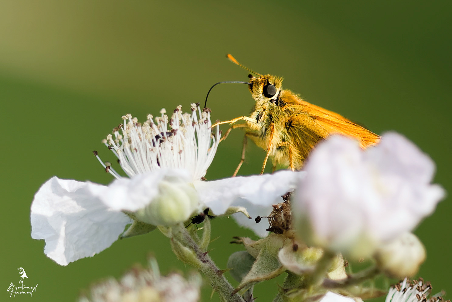 Sylvaine (Orcholde sylvanus)