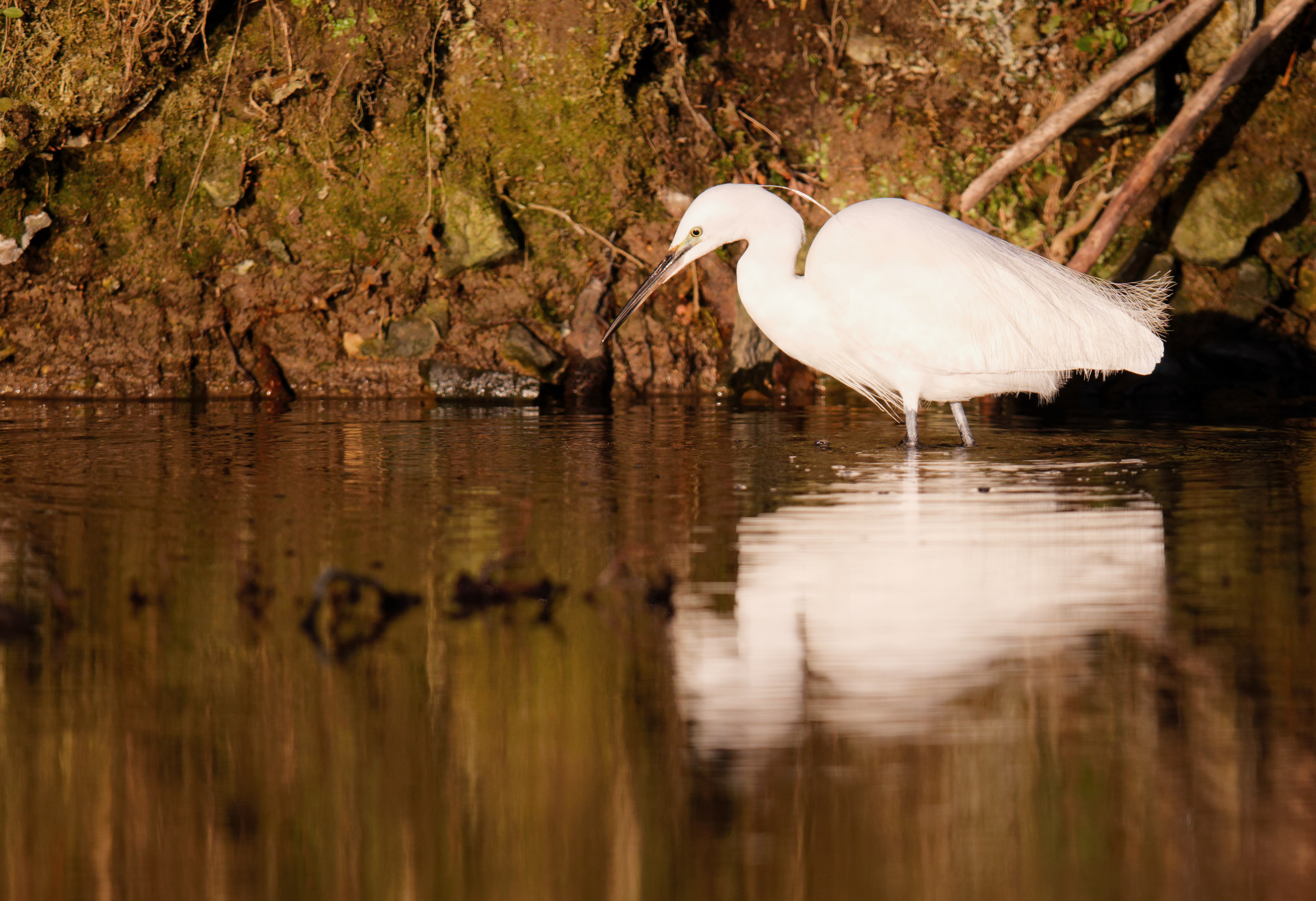 Aigrette garzette