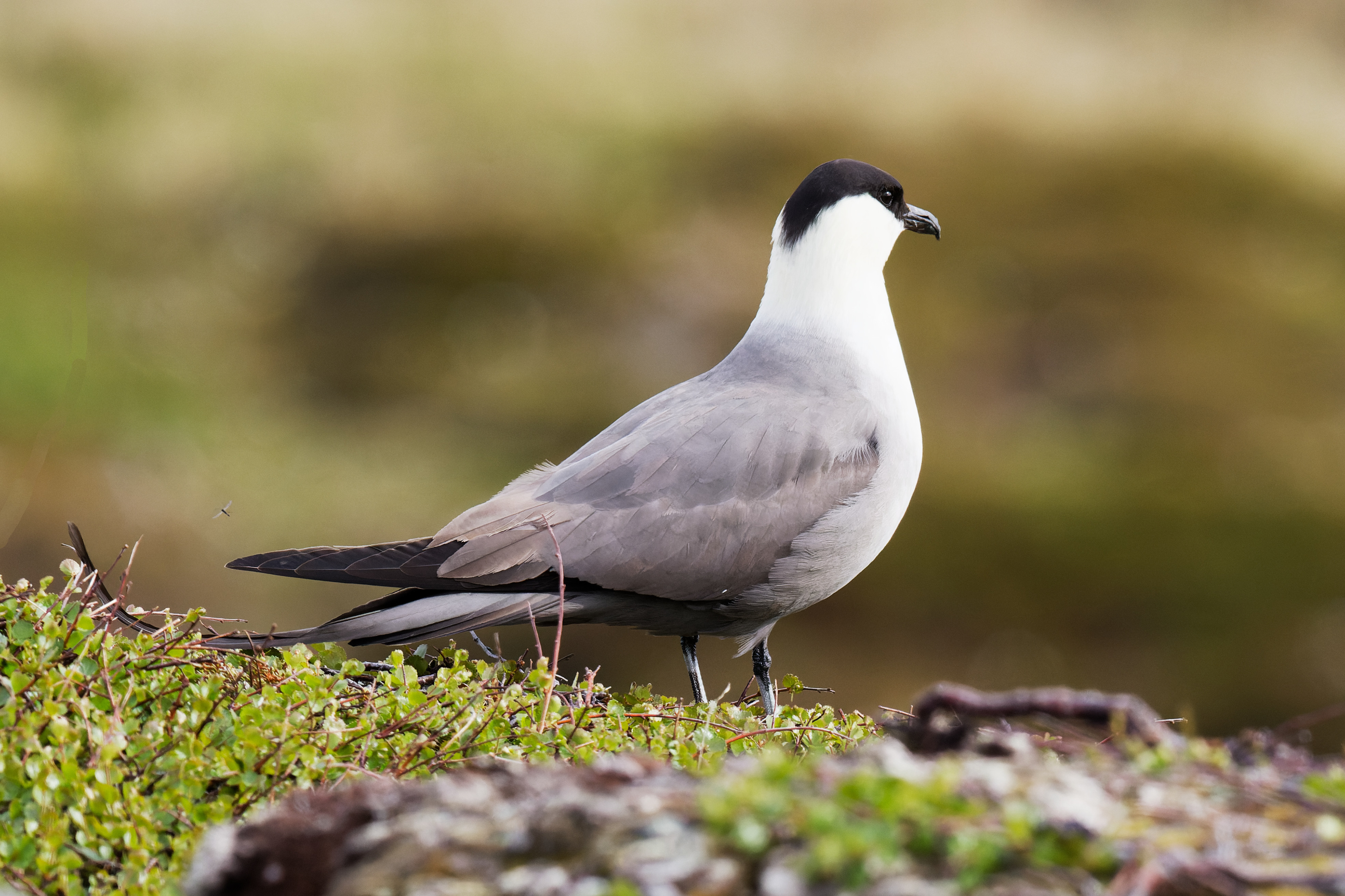 Labbe à longue queue