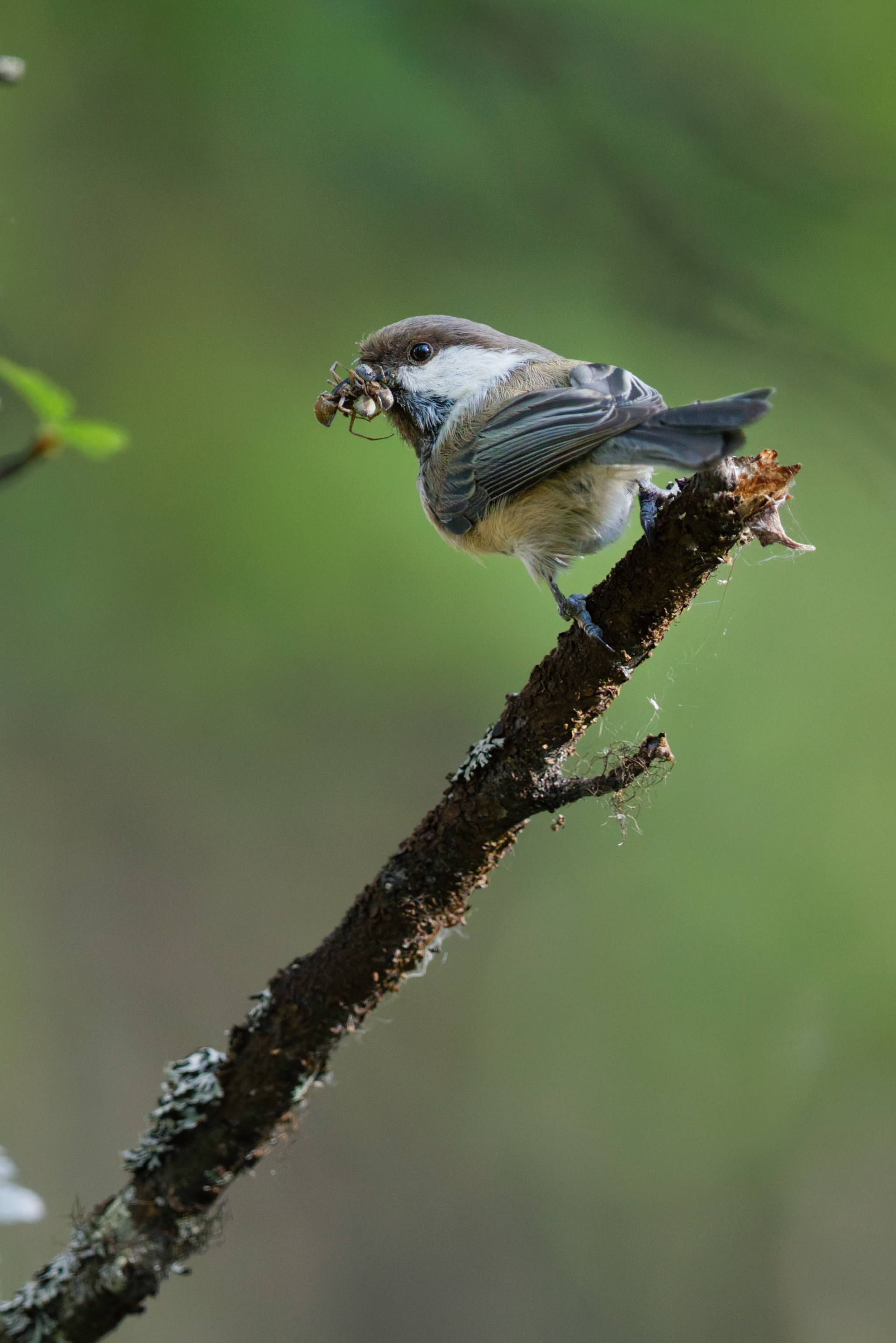 Mésange lapone