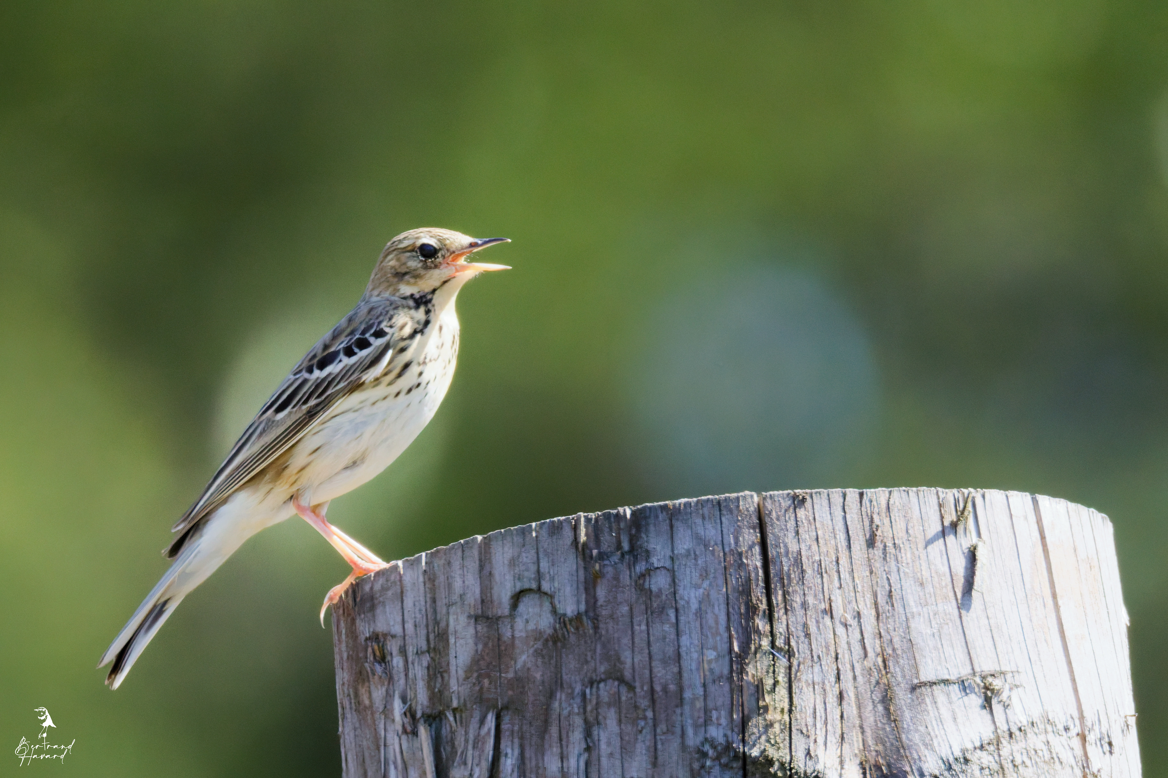 Pipit des arbres