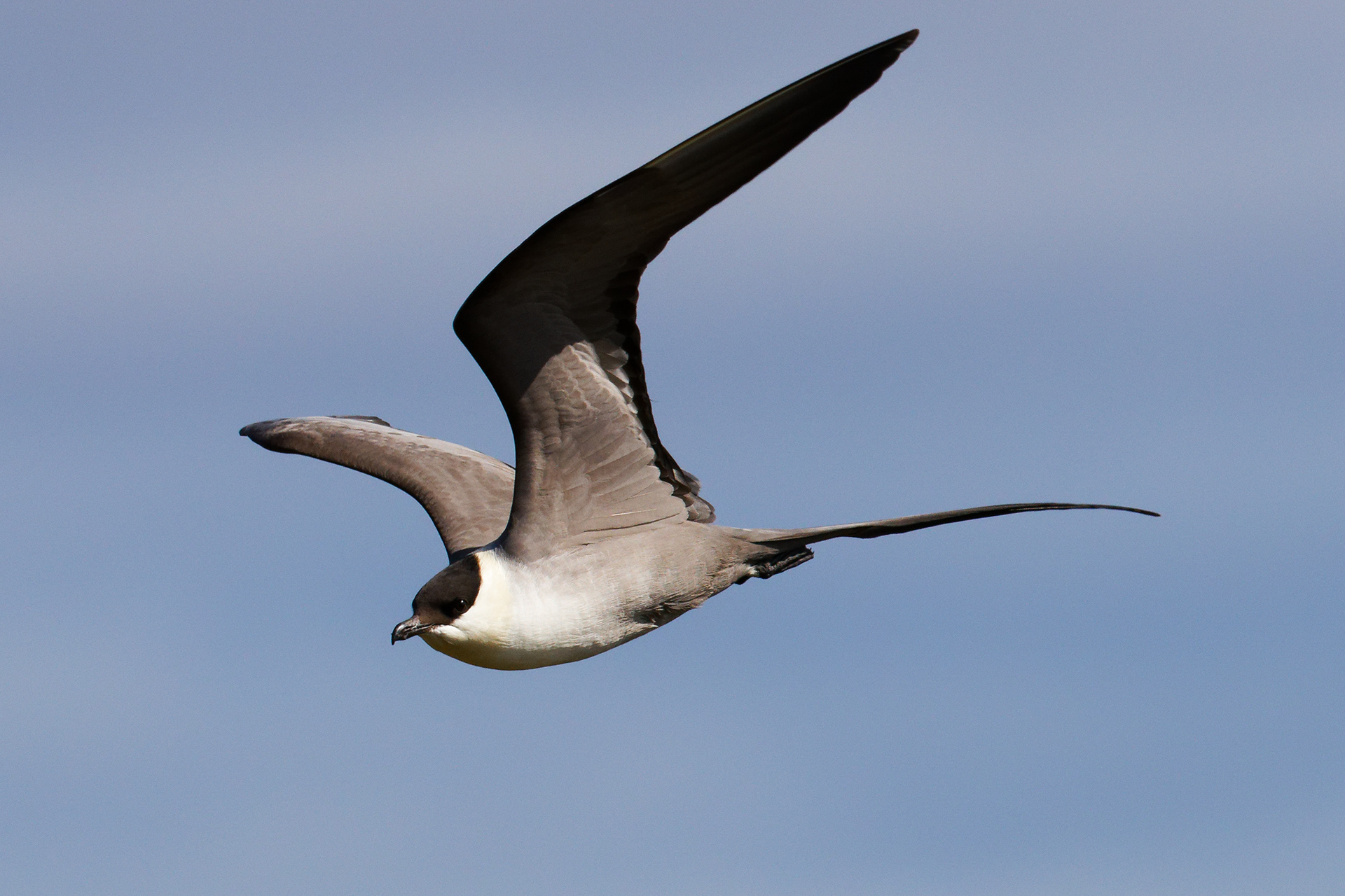 Labbe à longue queue