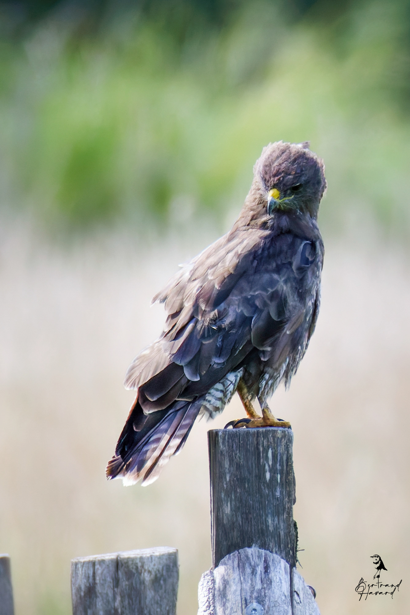 Buse variable