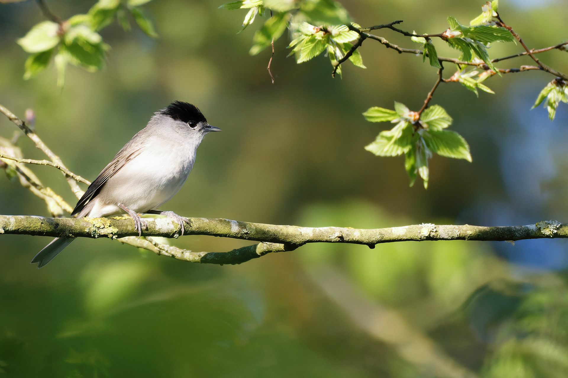 Fauvette à tête noire (mâle)
