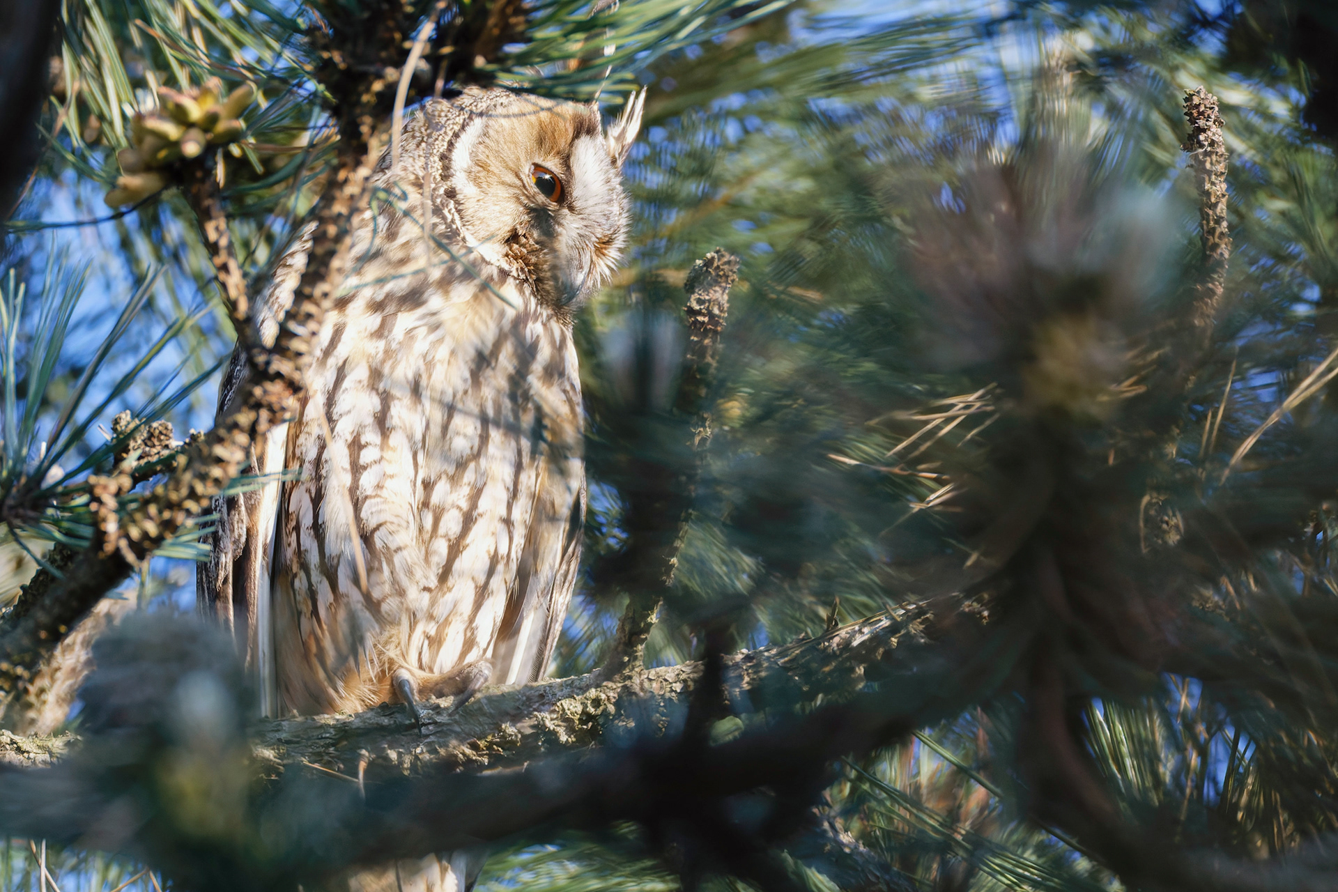 Hibou moyen-duc (femelle)