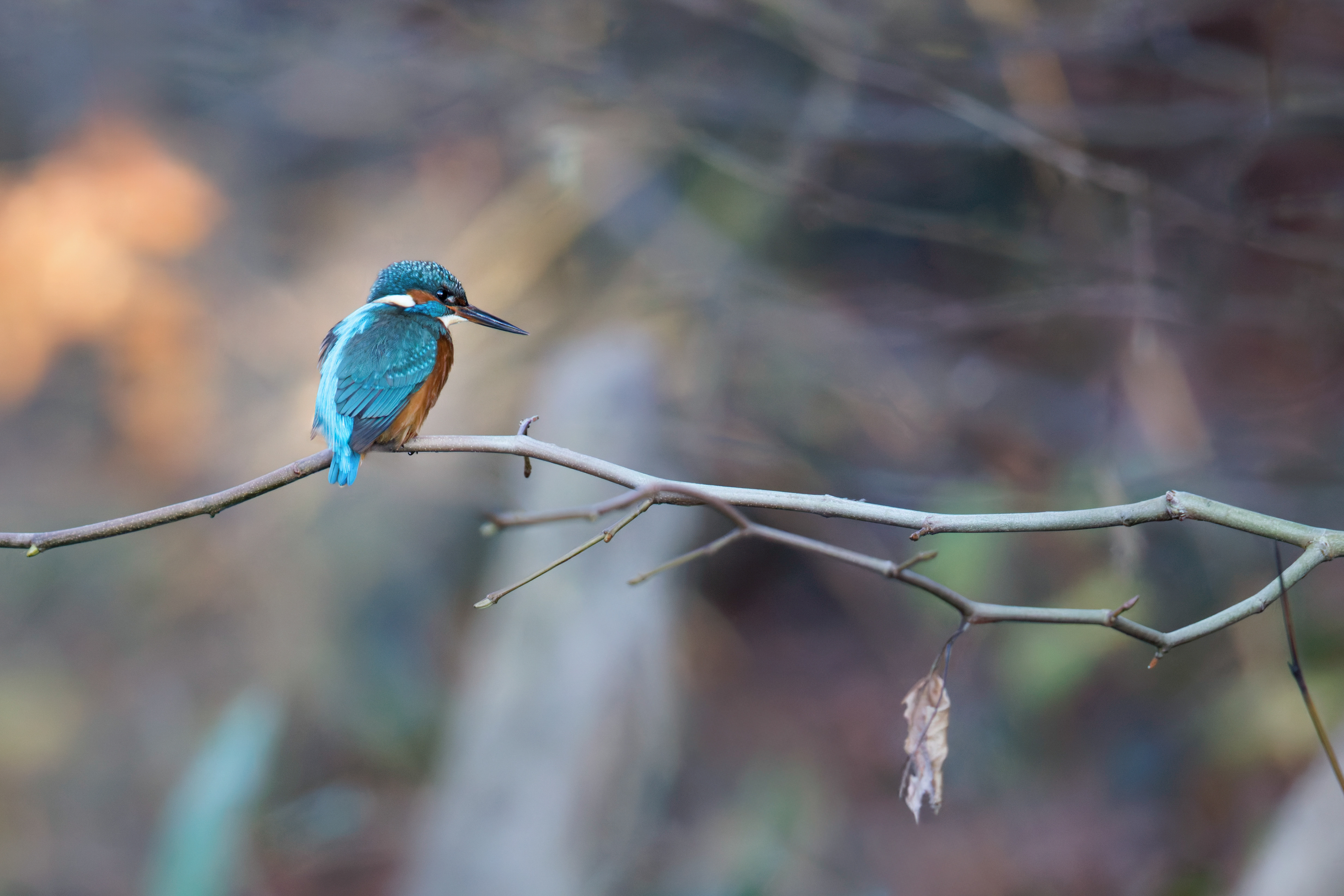 Martin pêcheur d'Europe