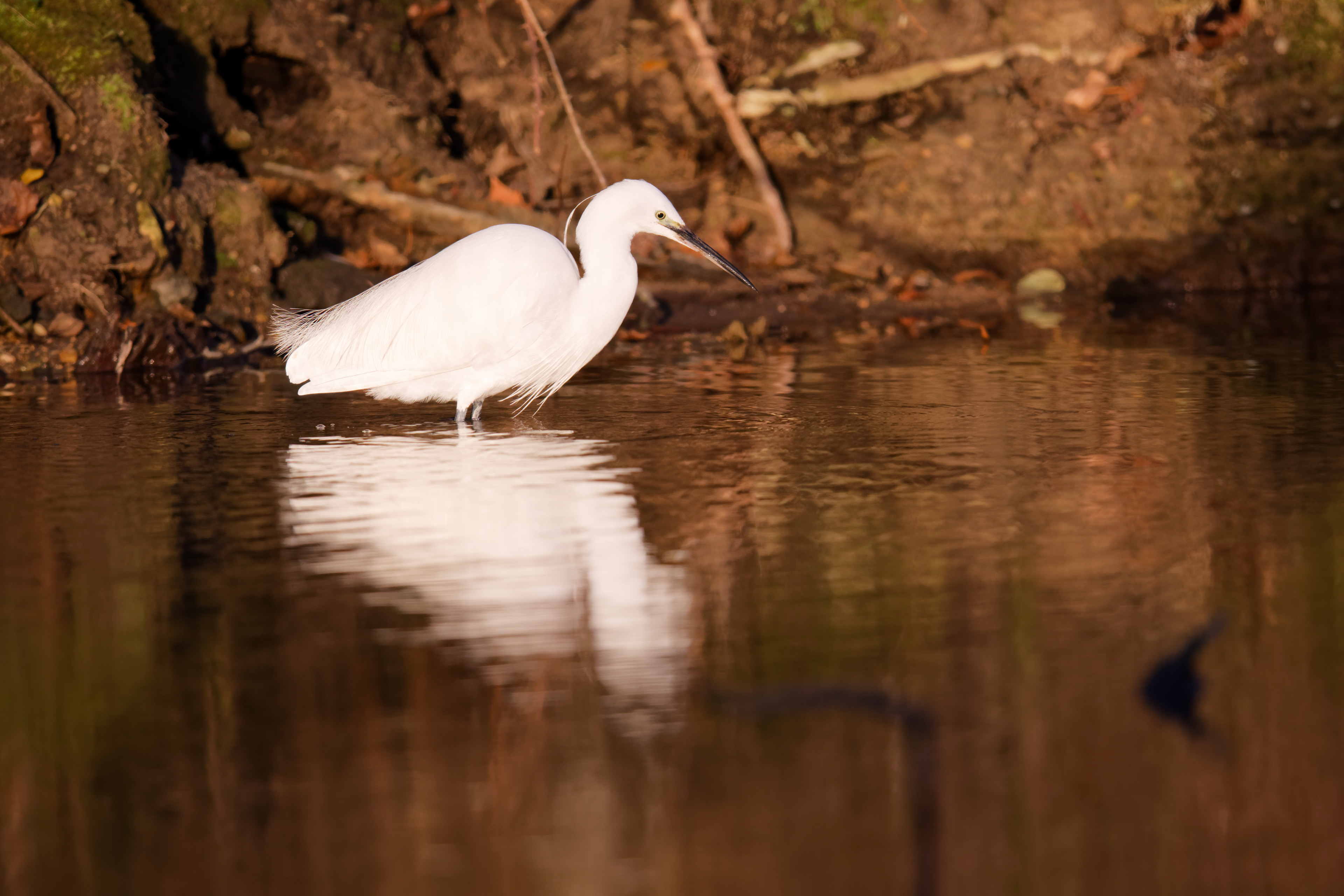 Aigrette garzette