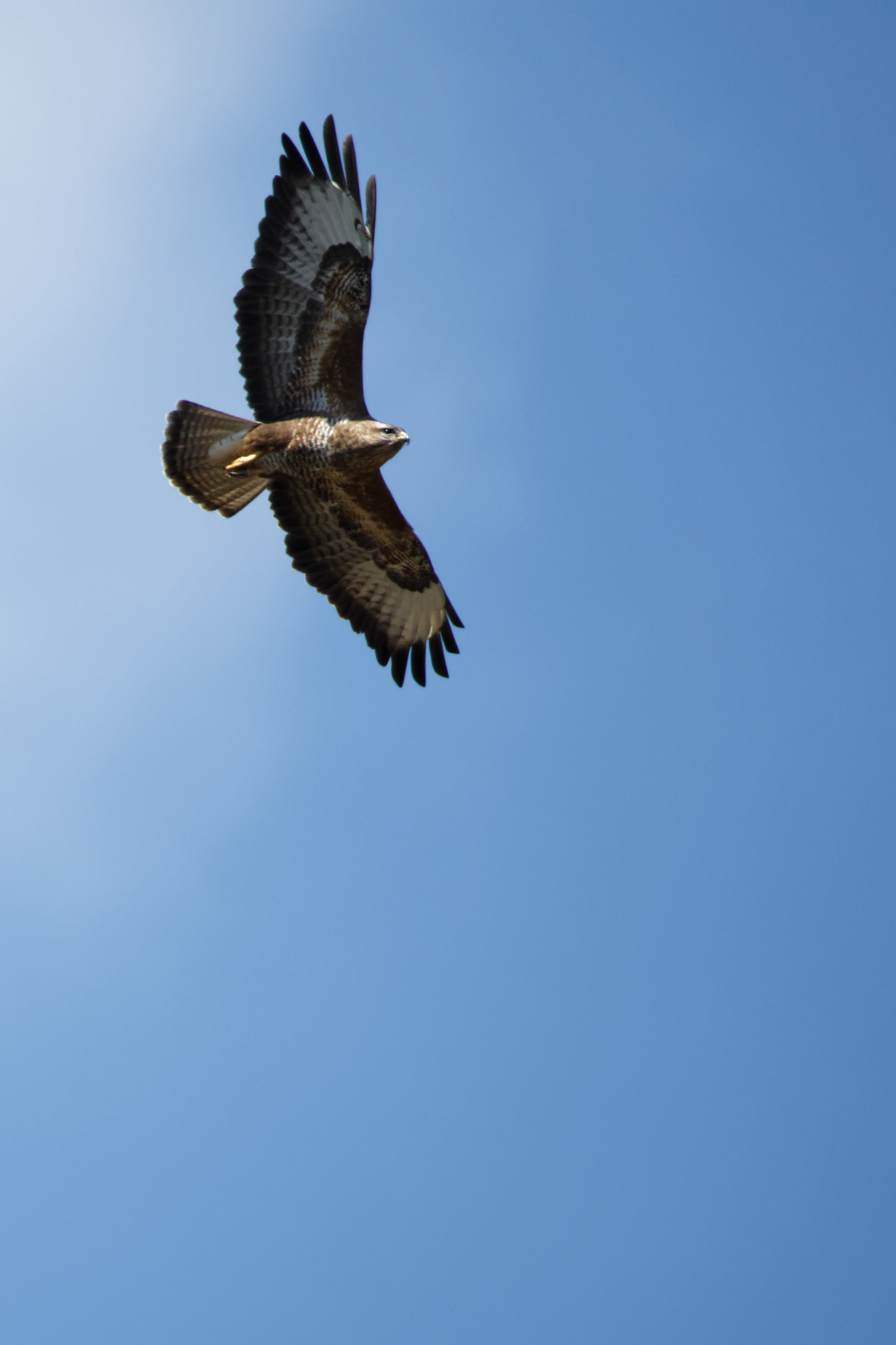 Buse variable