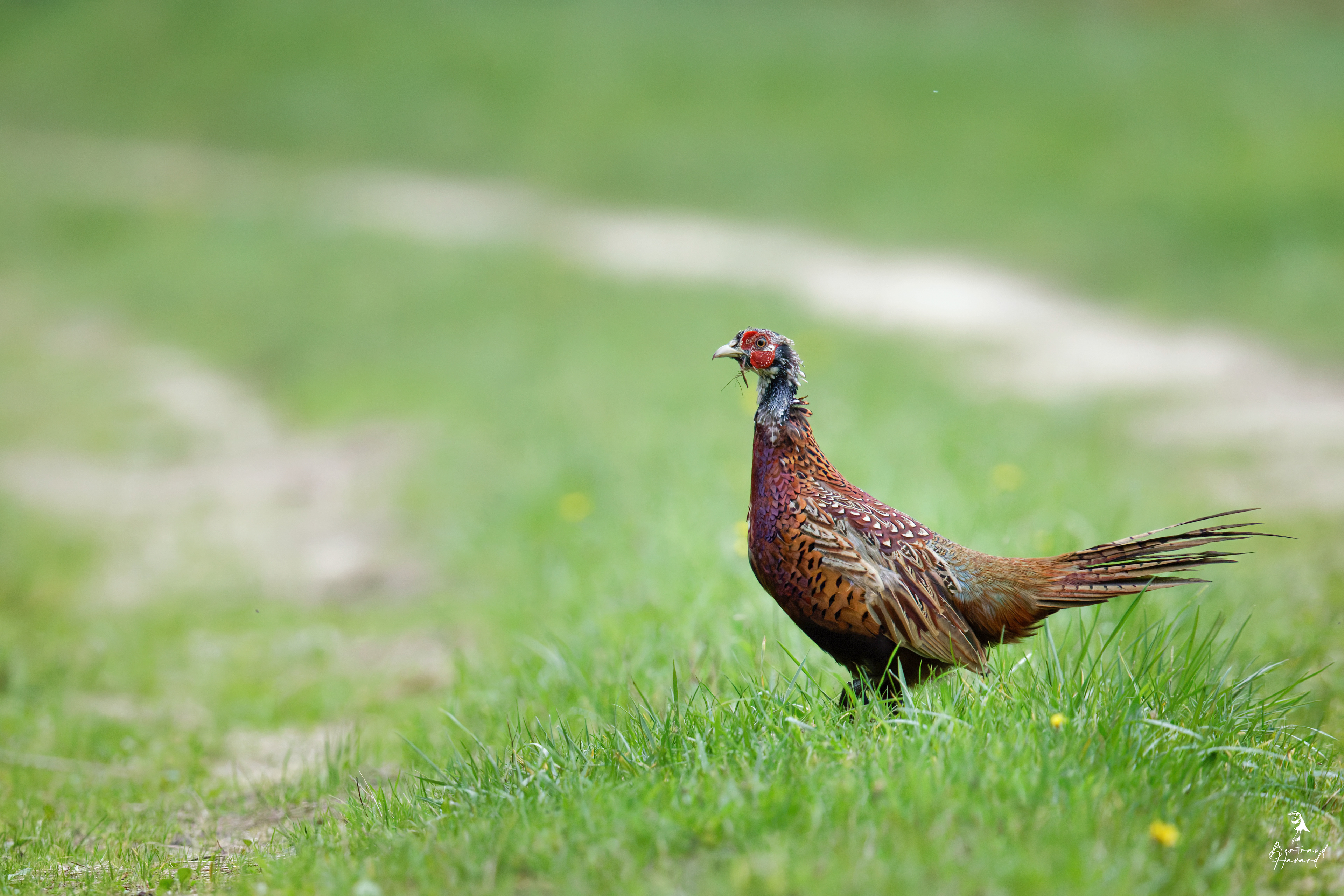 Faisan de Colchide mâle