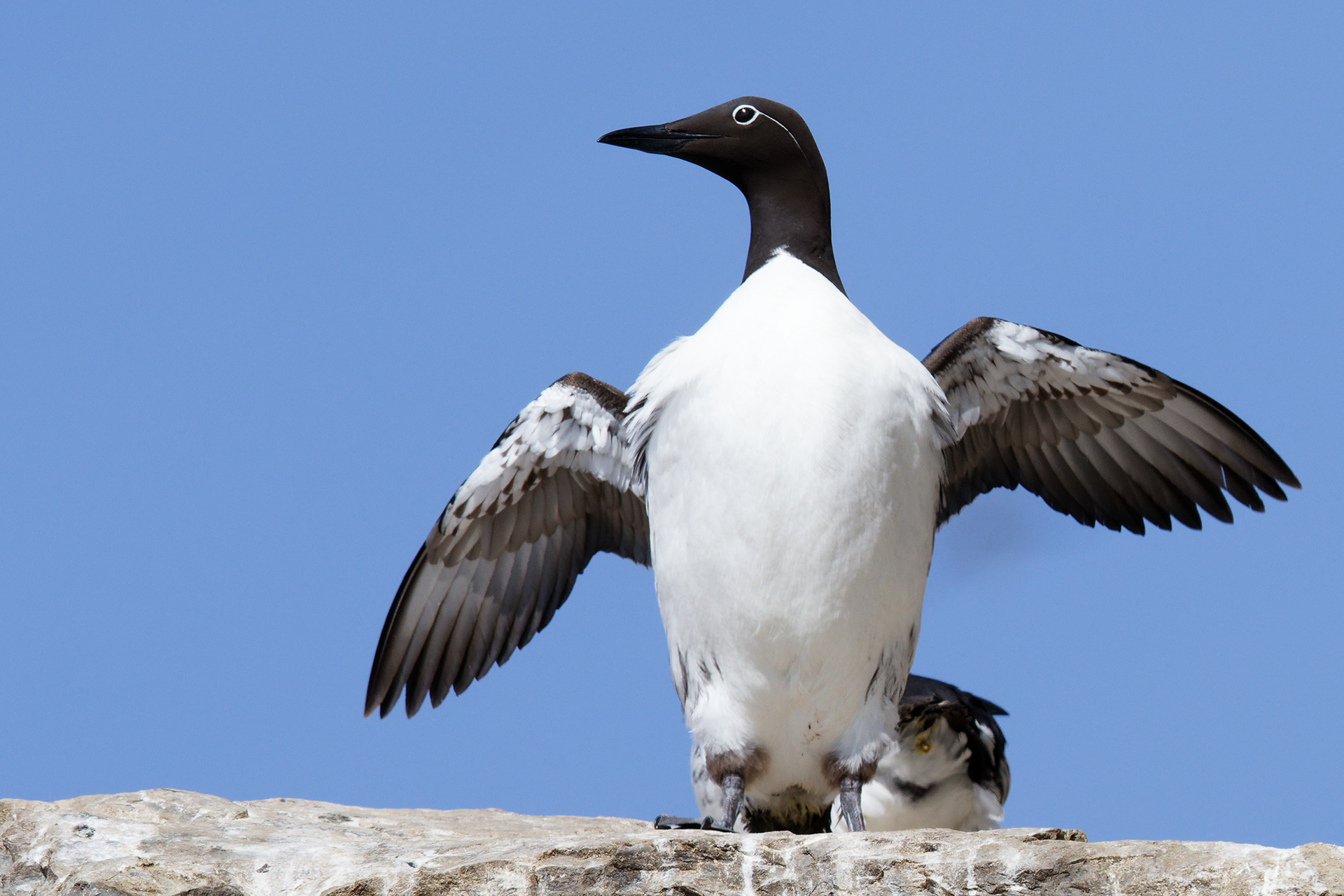 Guillemot de Troïl