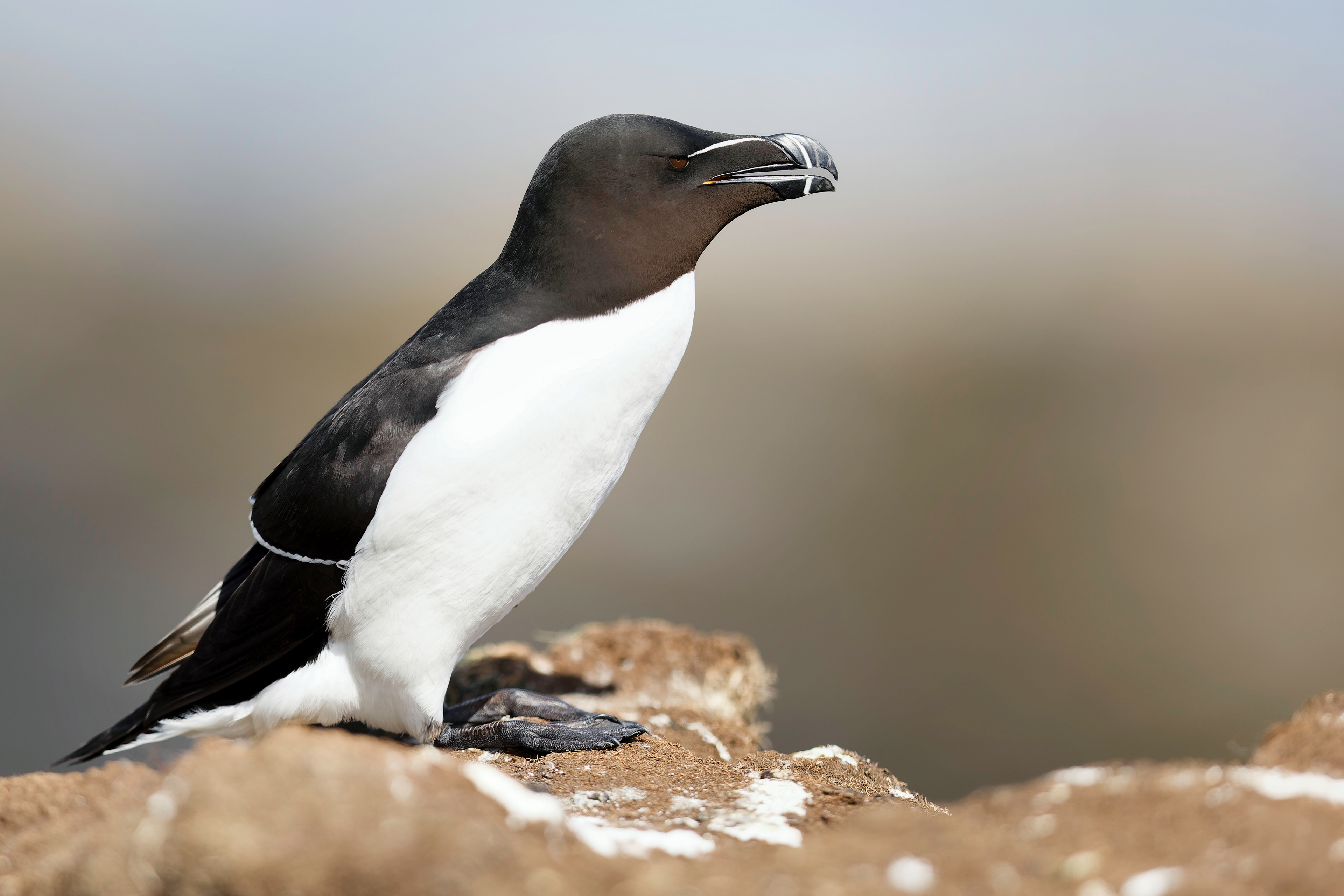Pingouin torda