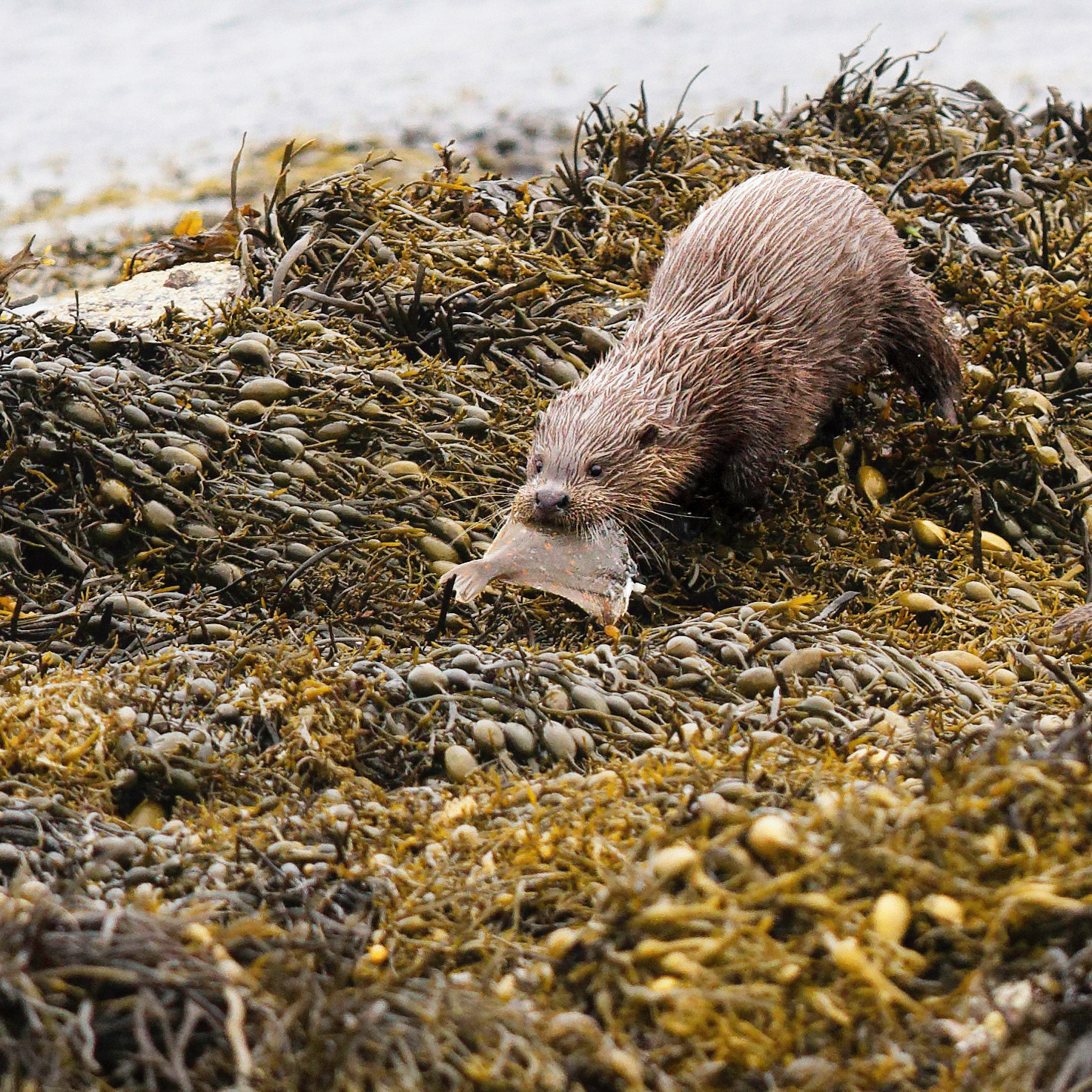 Loutre d'Europe