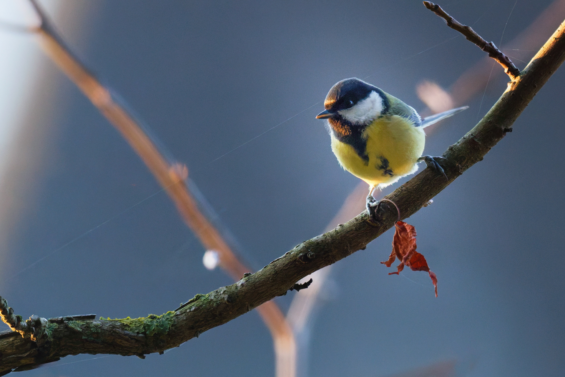 Mésange charbonnière femelle