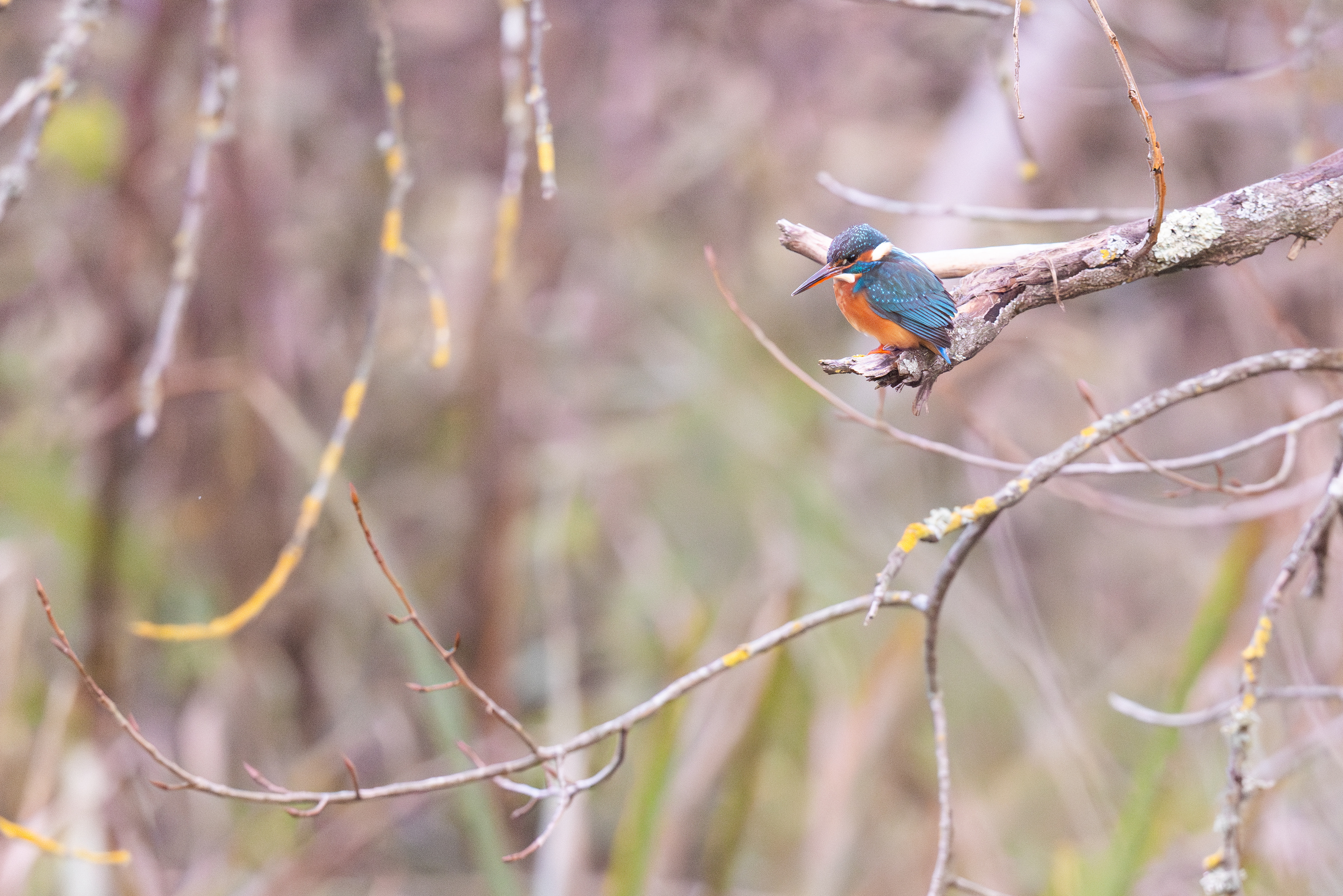 Martin pêcheur d'Europe  femelle