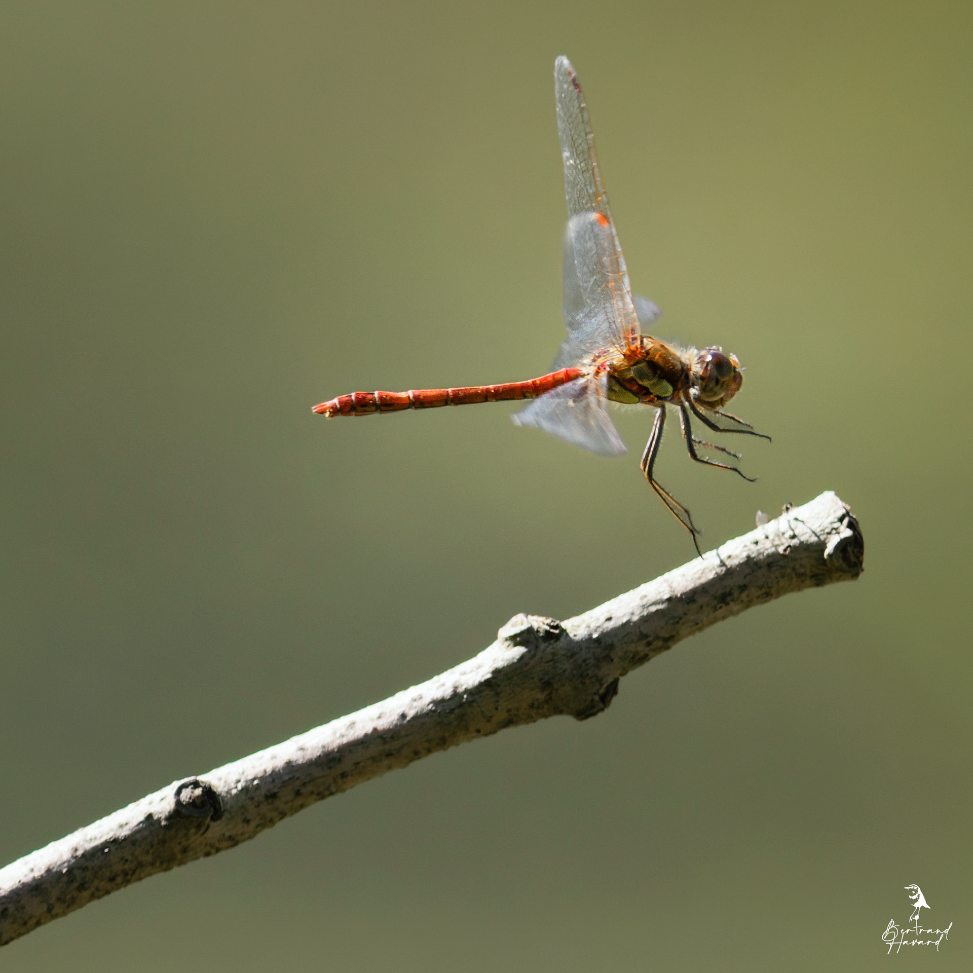 Sympetrum Striolatum