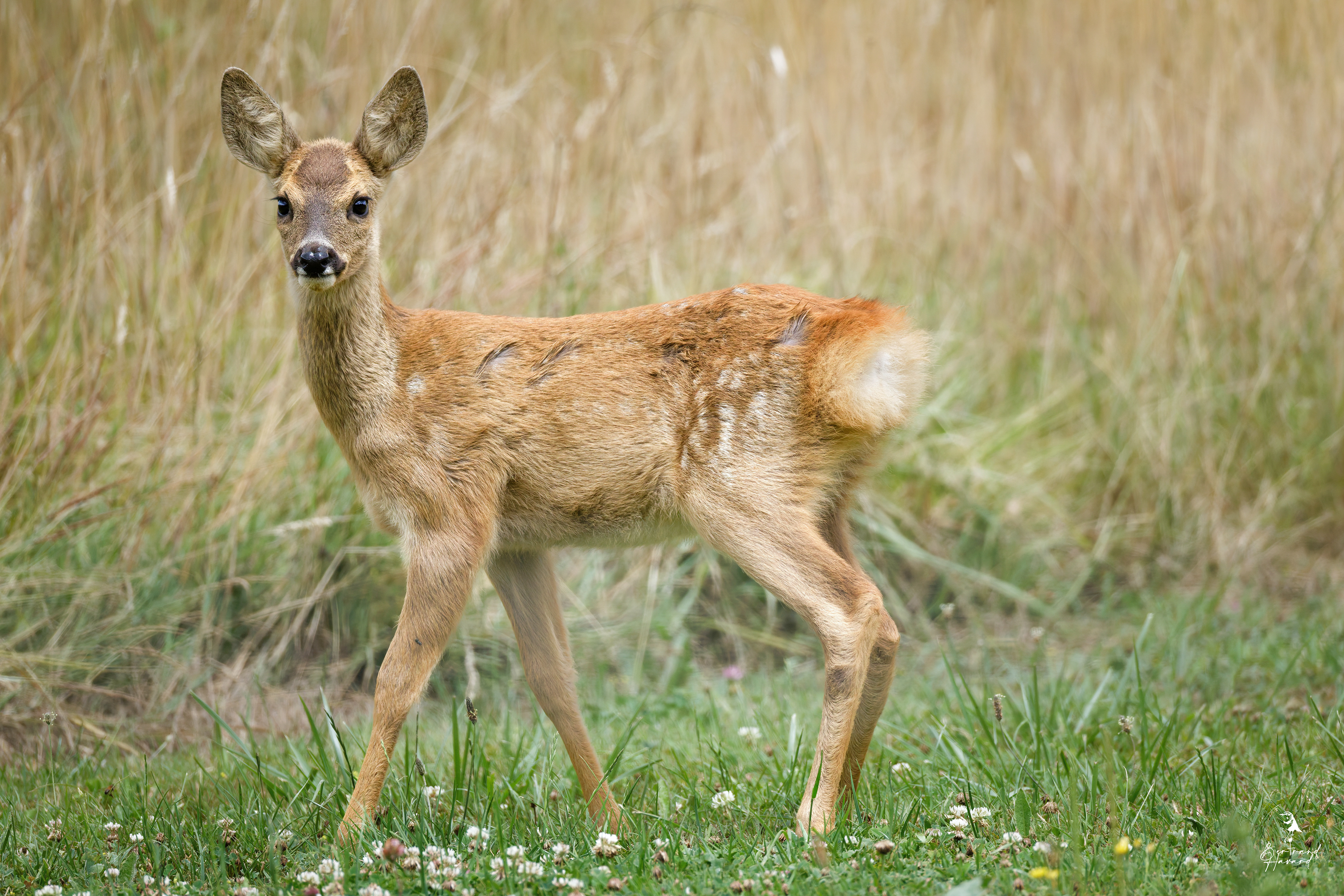 Chevreuil d'Europe (jeune)