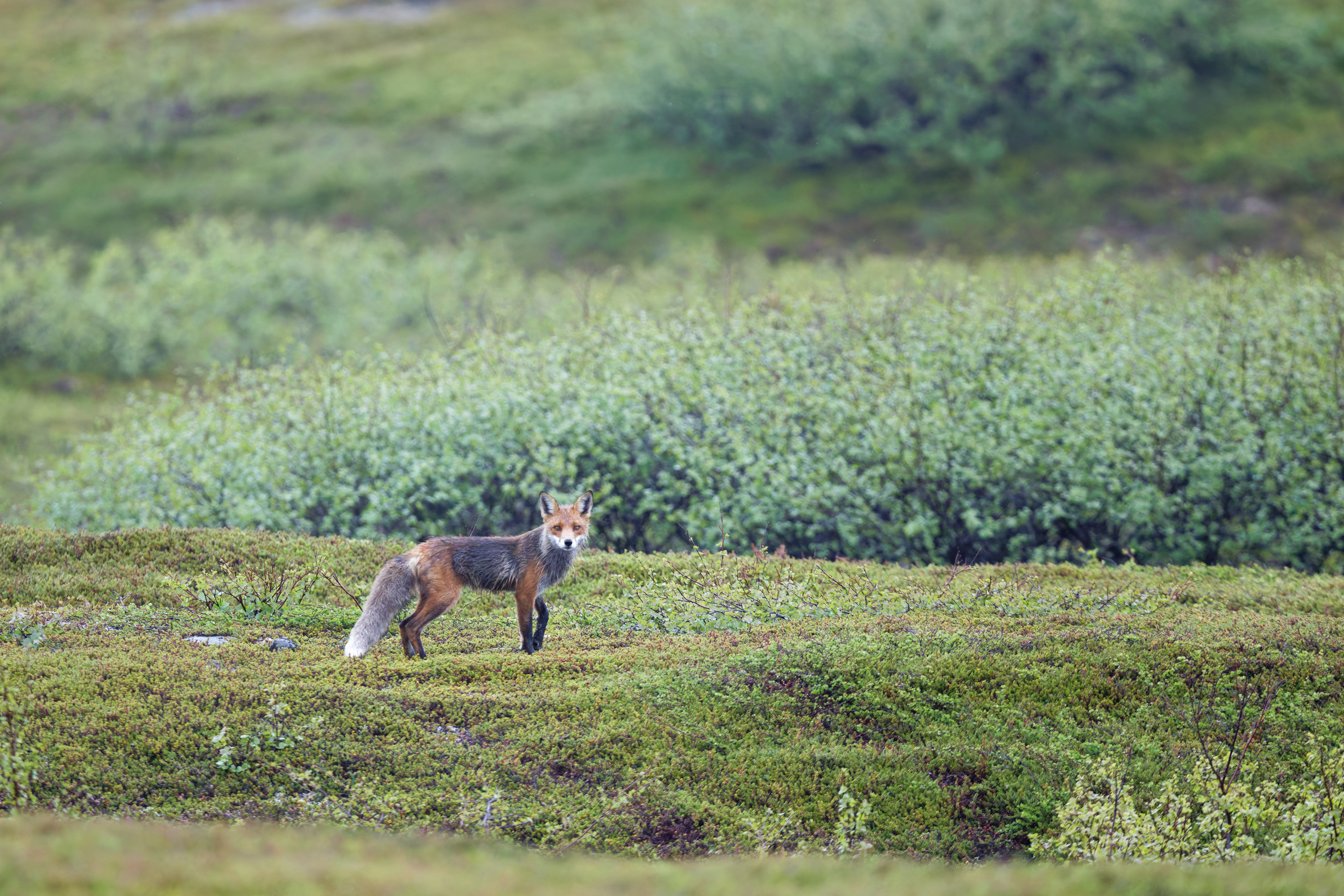 Renard roux