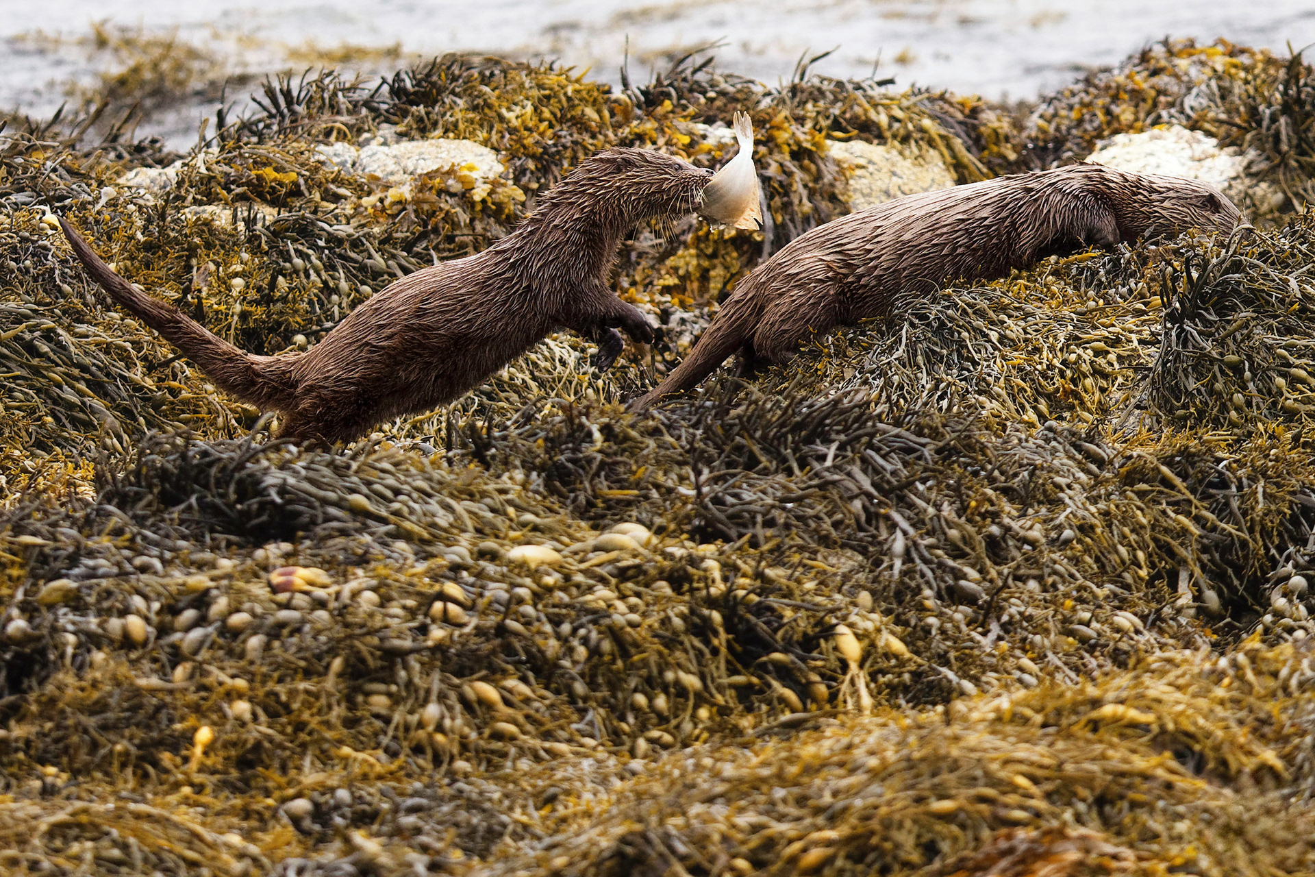 Loutre d'Europe