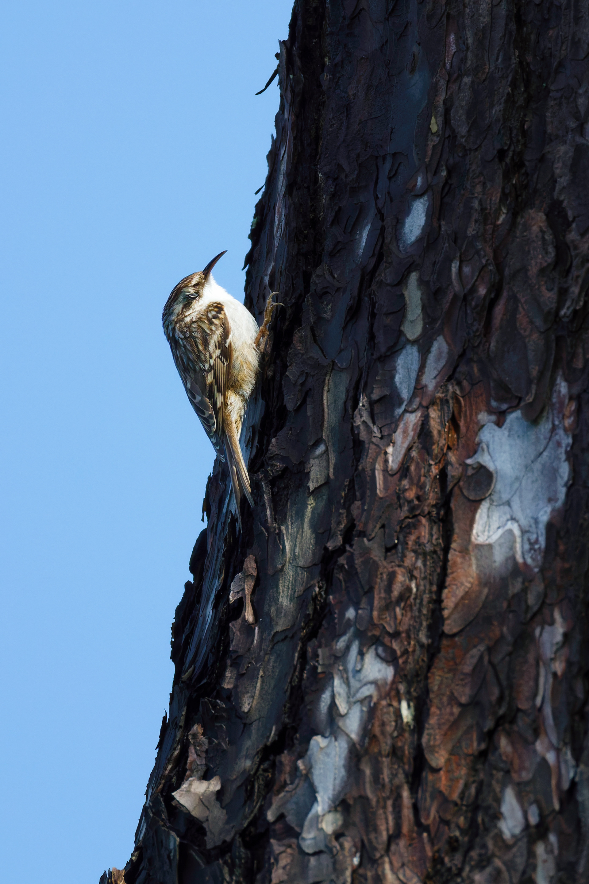 Grimpereau des jardins