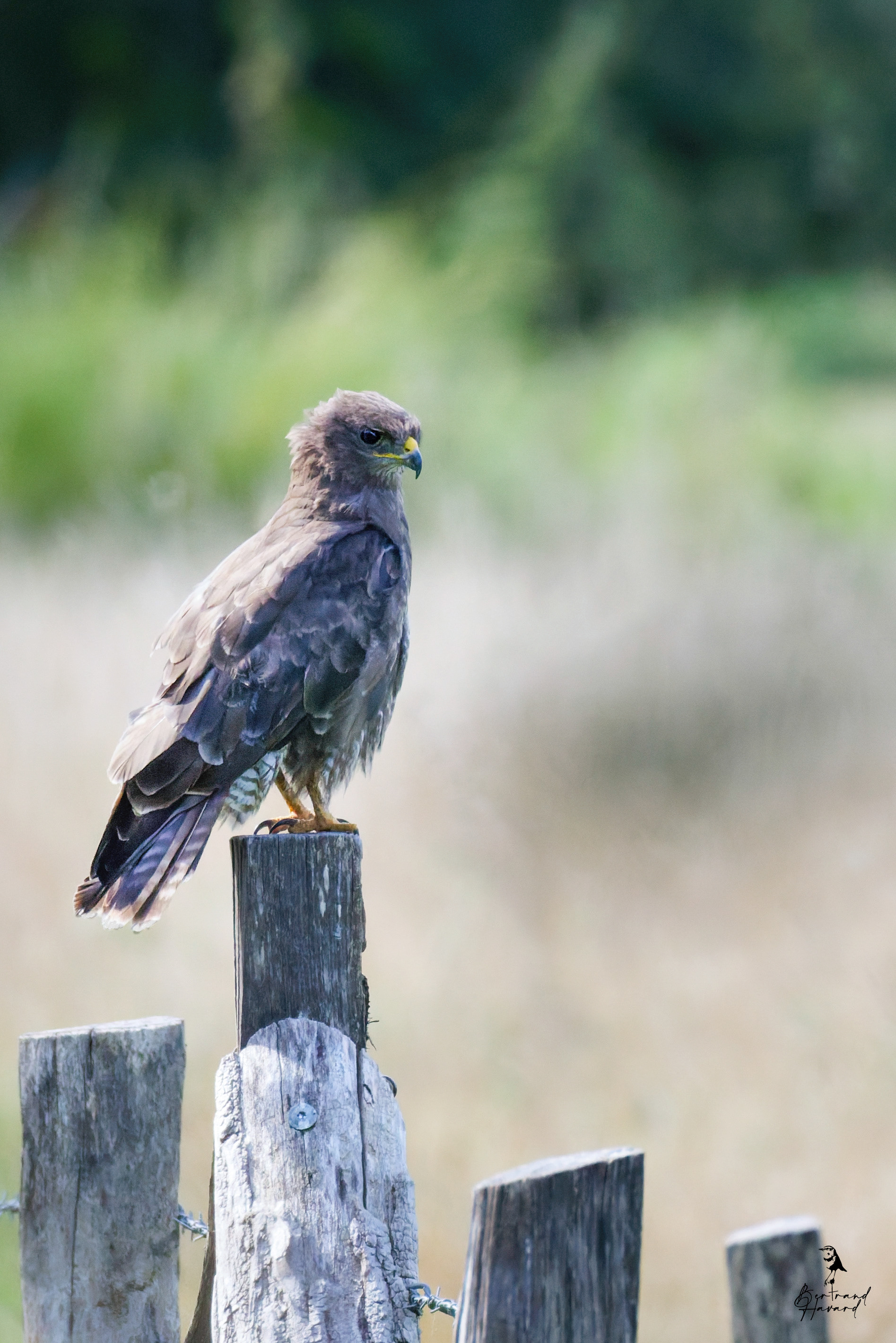Buse variable