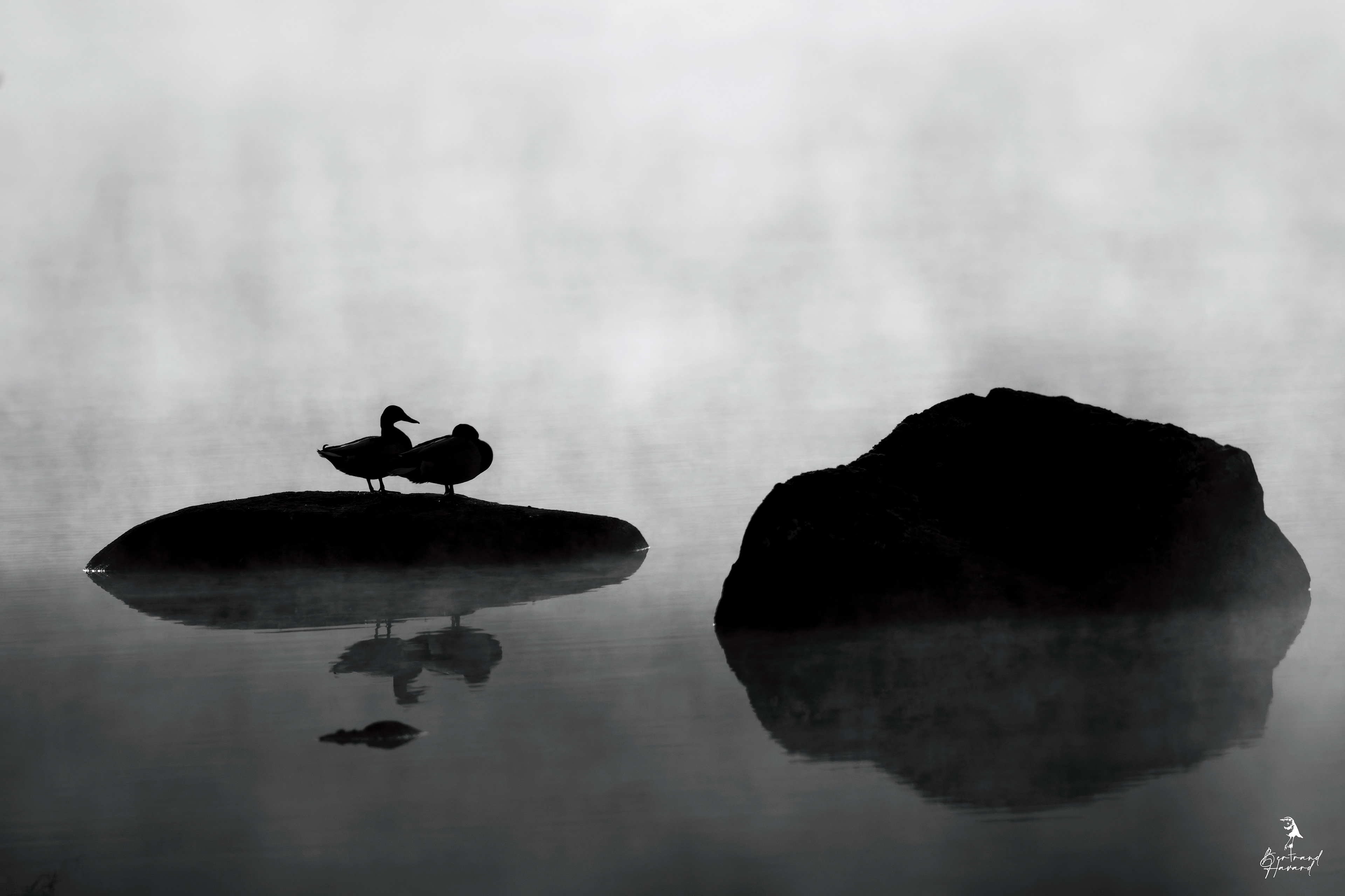 Canards colvert