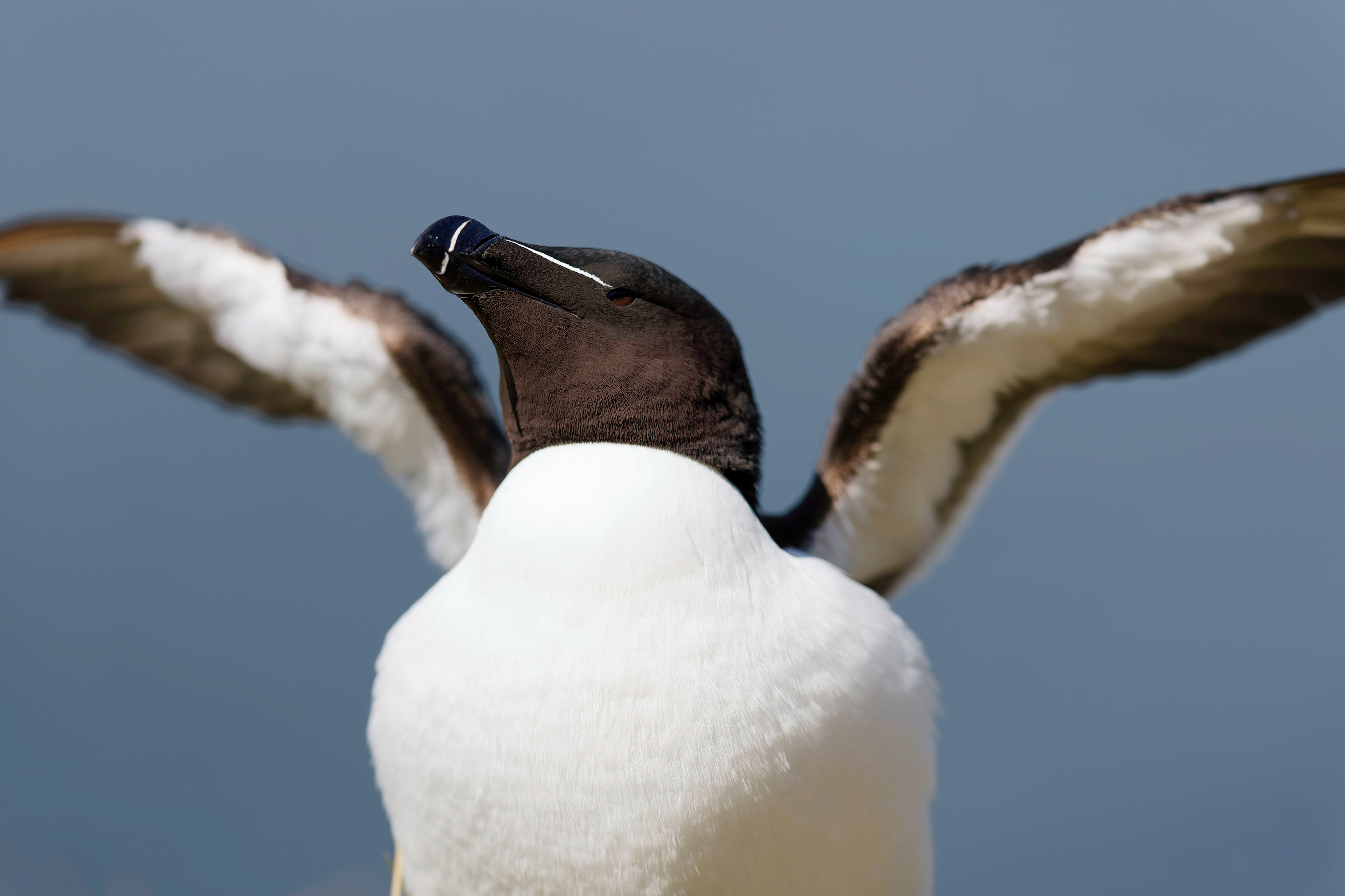 Pingouin torda
