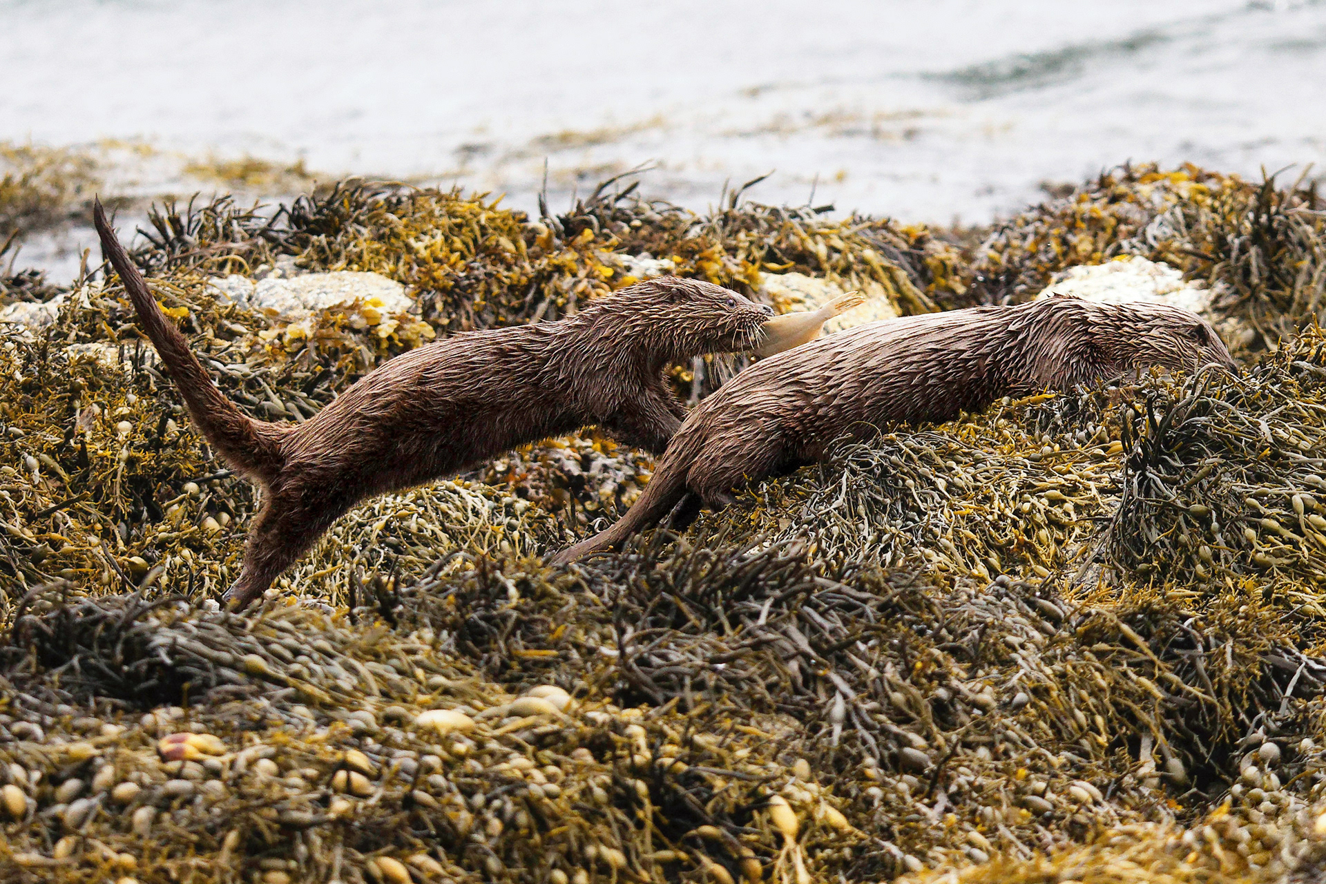 Loutre d'Europe