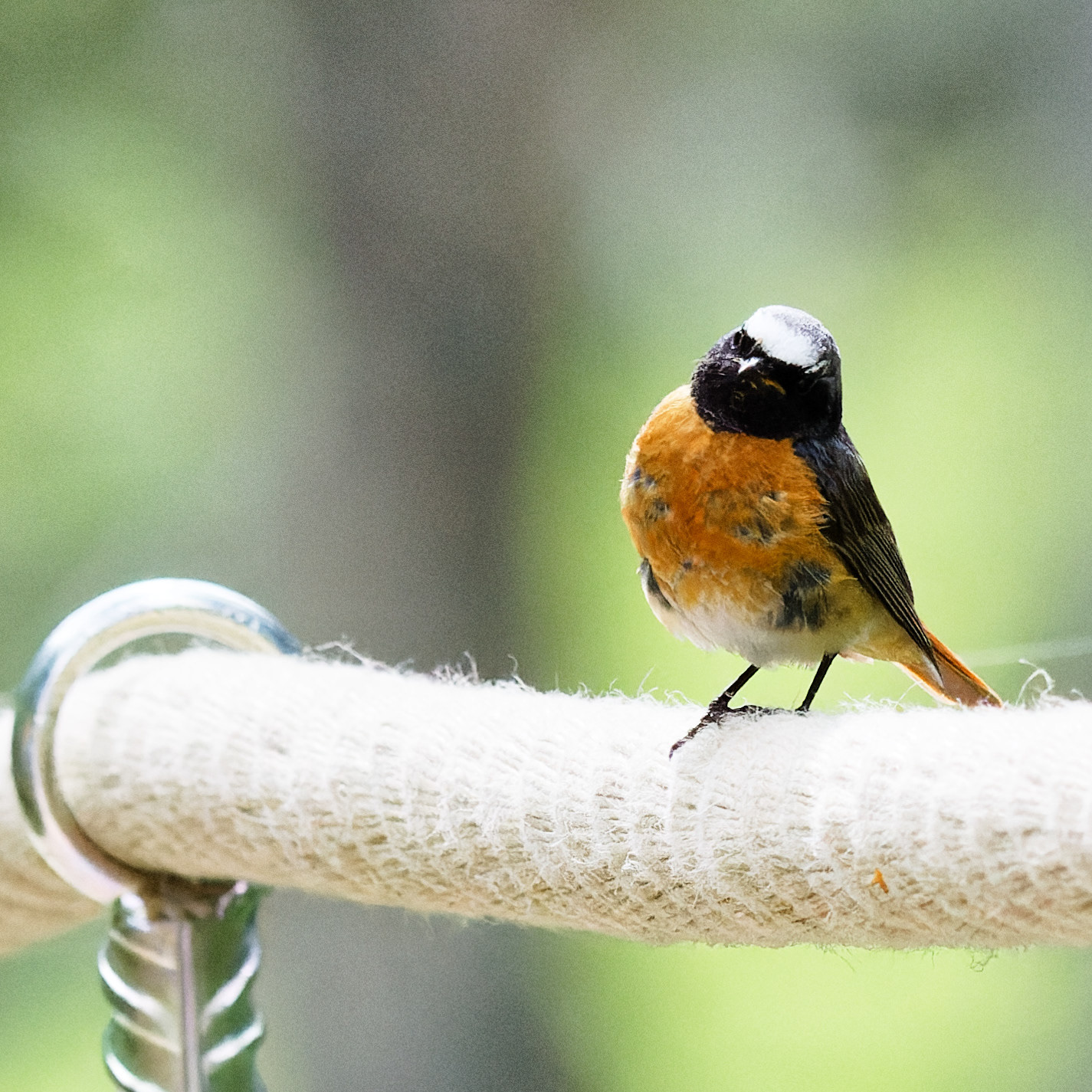 Rouge-queue à front blanc