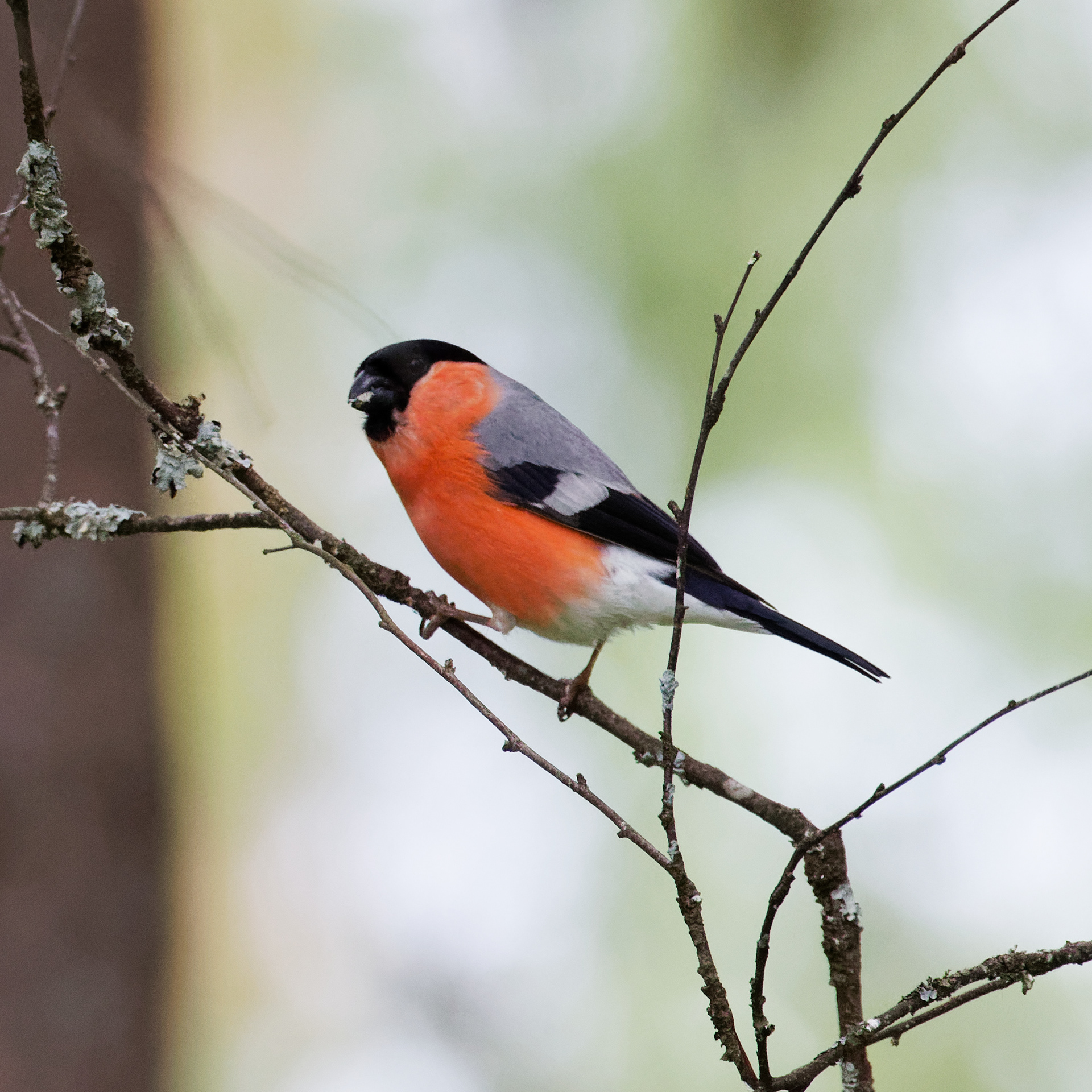 Bouvreuil pivoine mâle