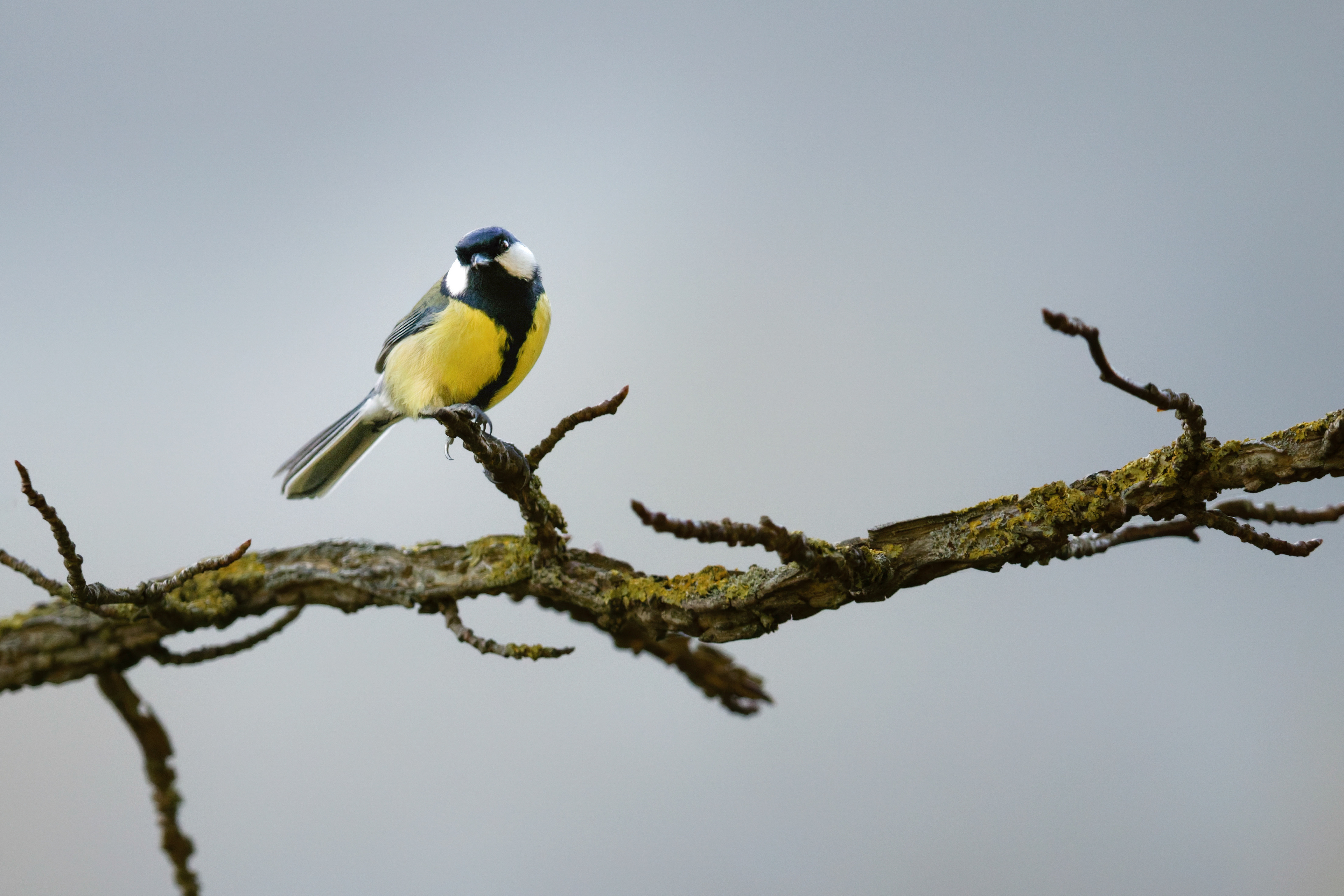 Mésange charbonnière