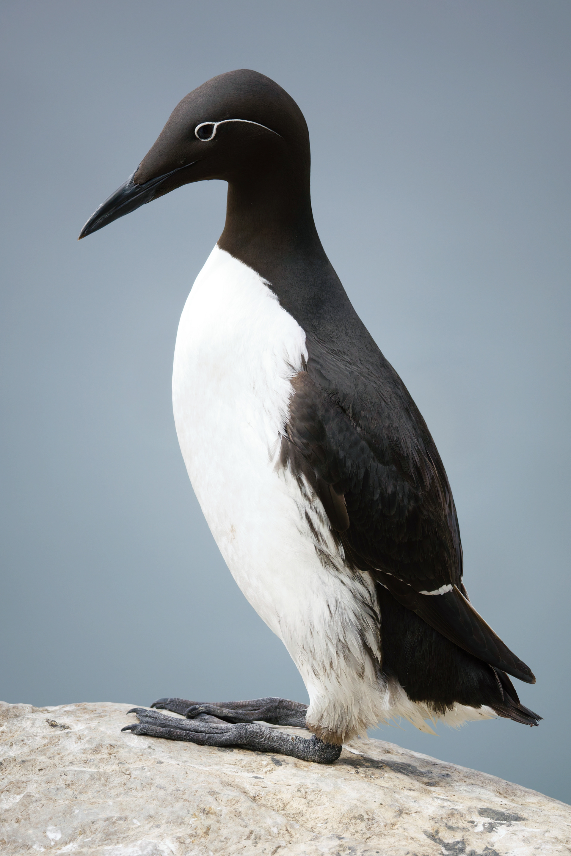 Guillemot de Troil