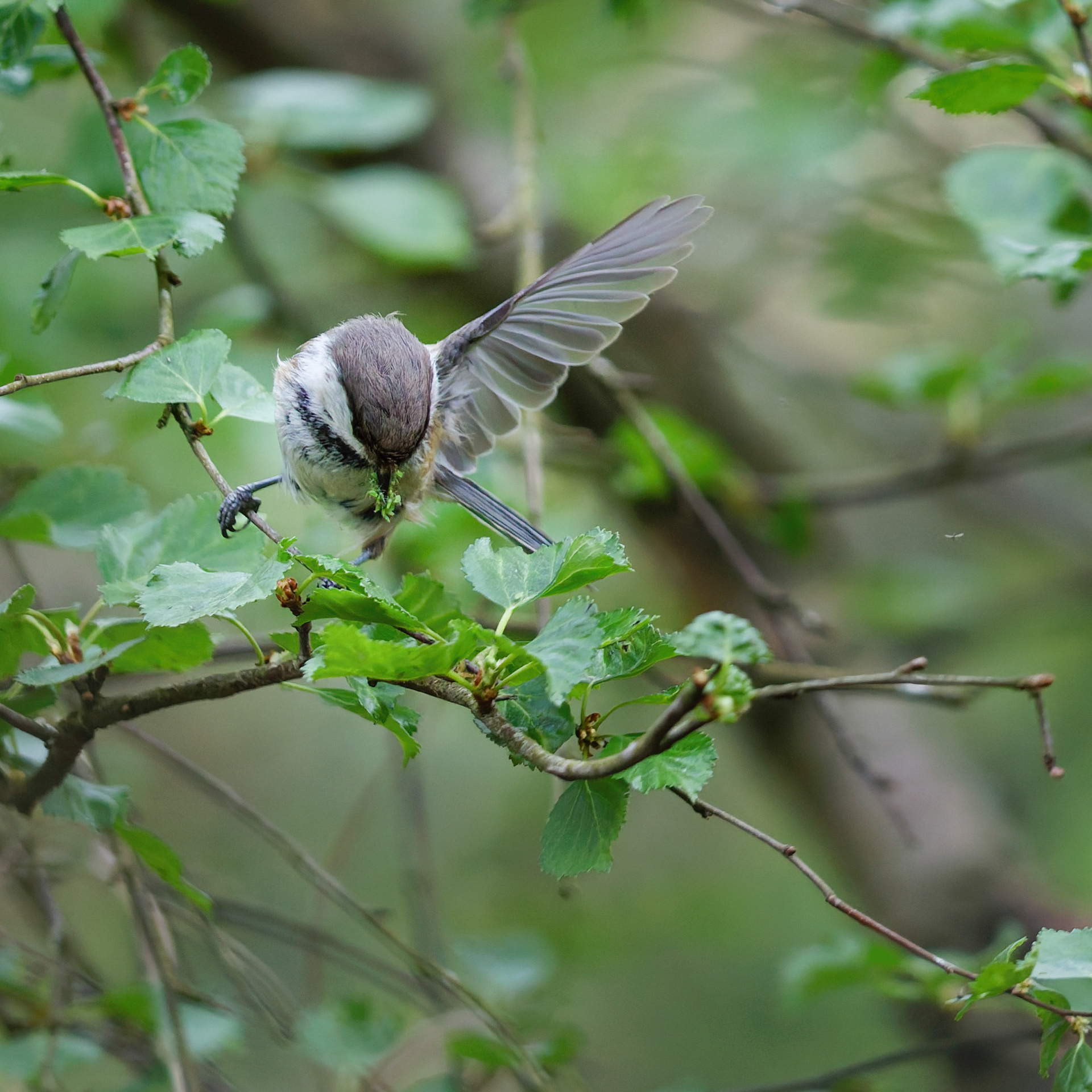Mésange lapone