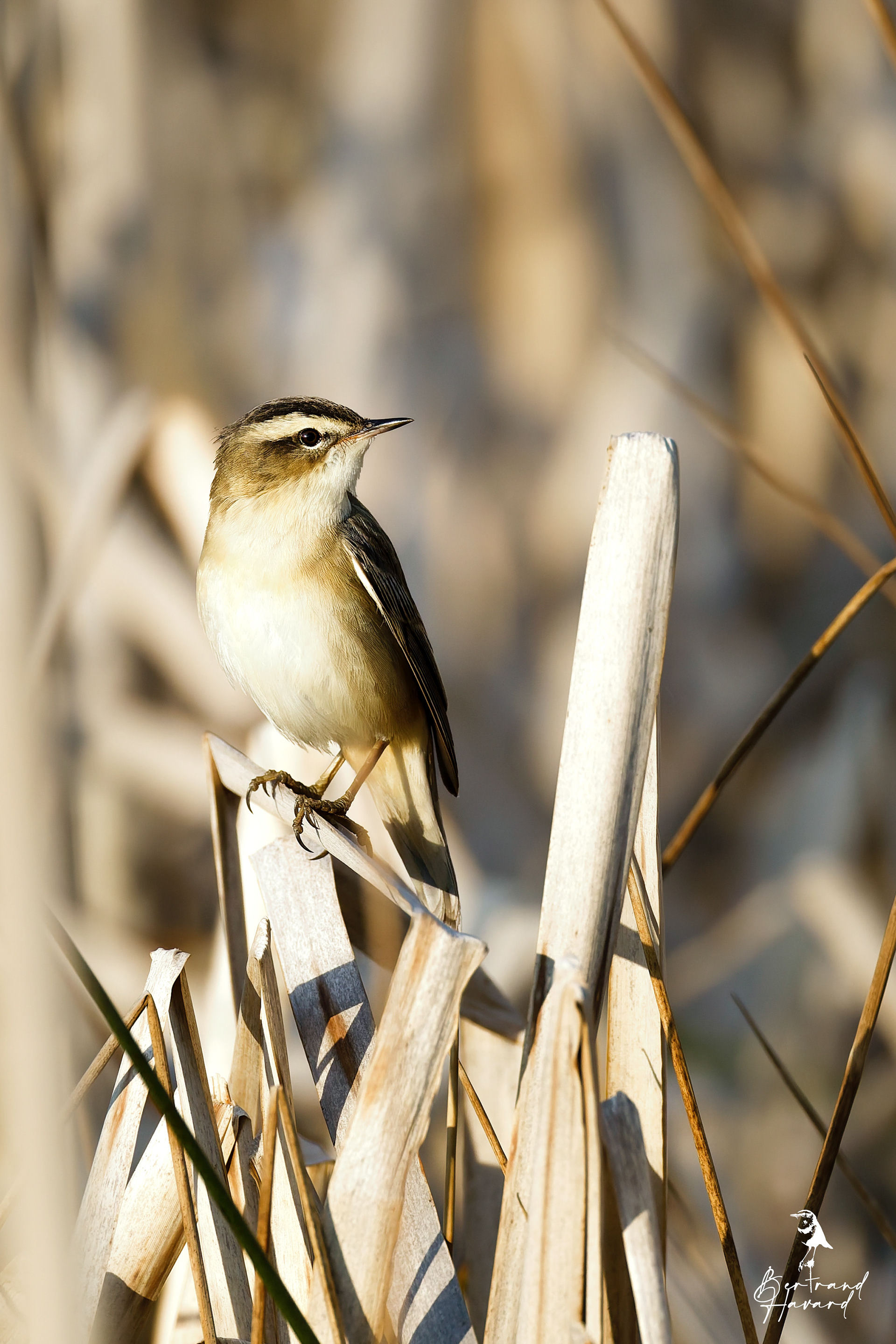Phragmite des joncs