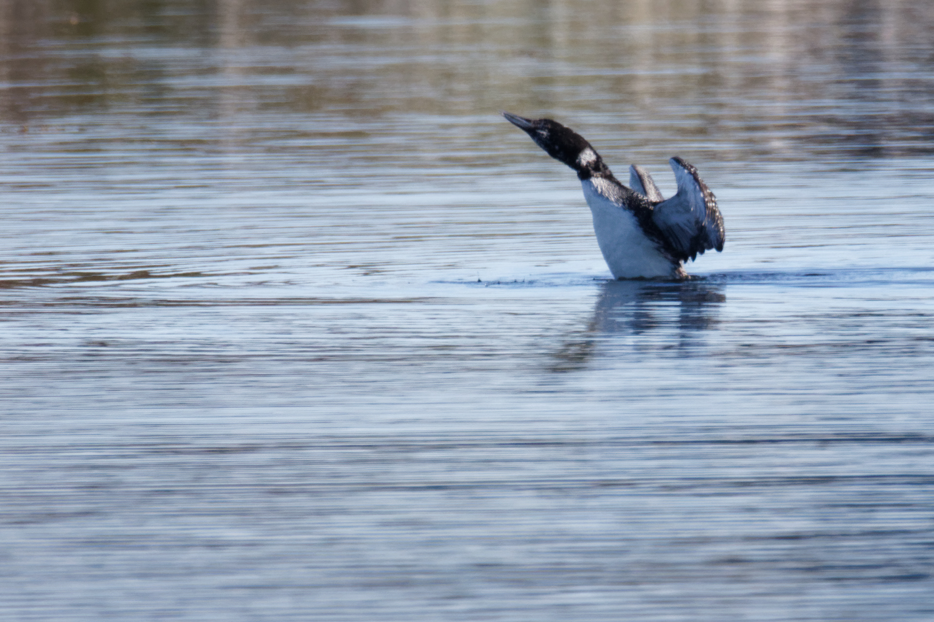 Plongeon imbrin