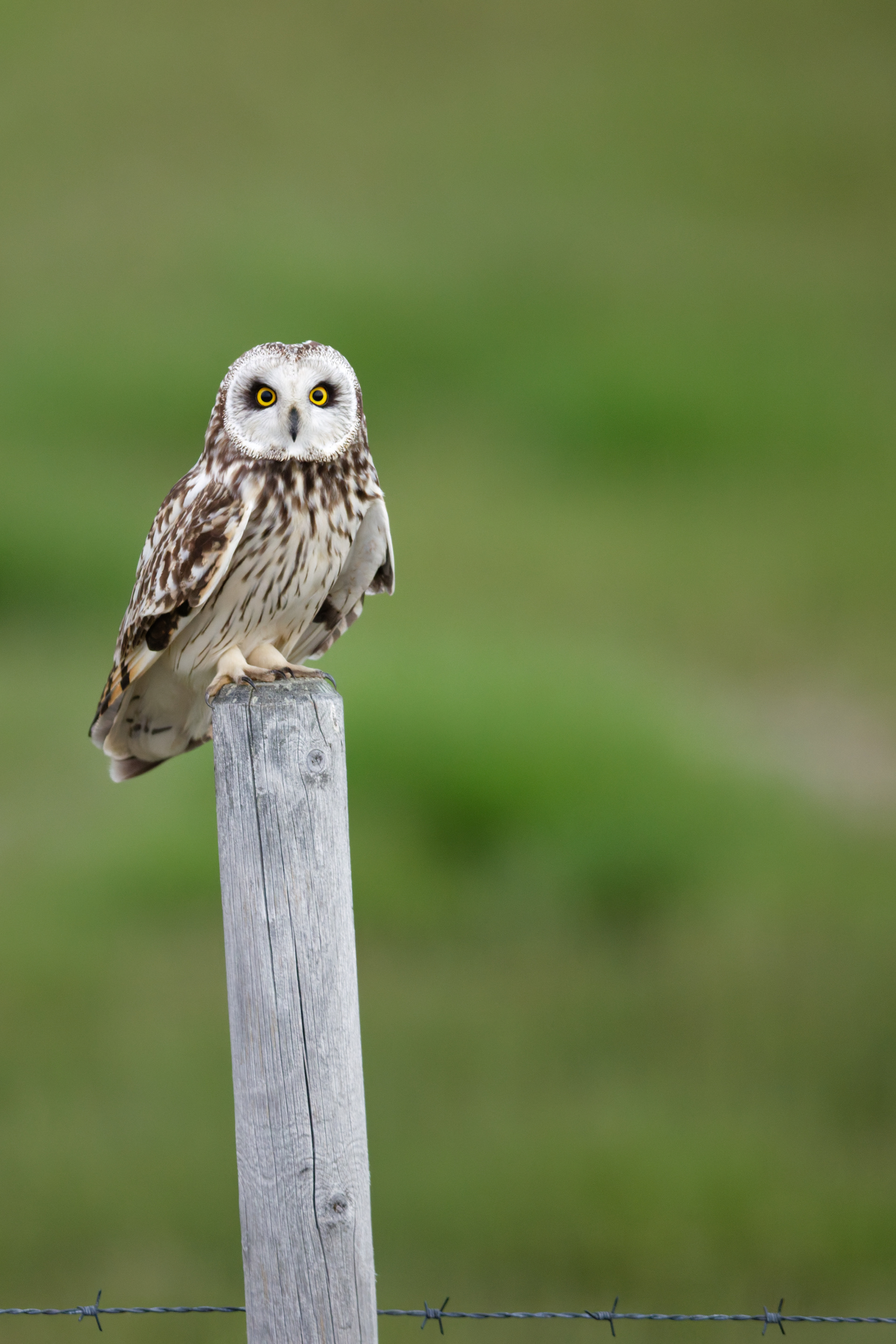 Hibou des marais